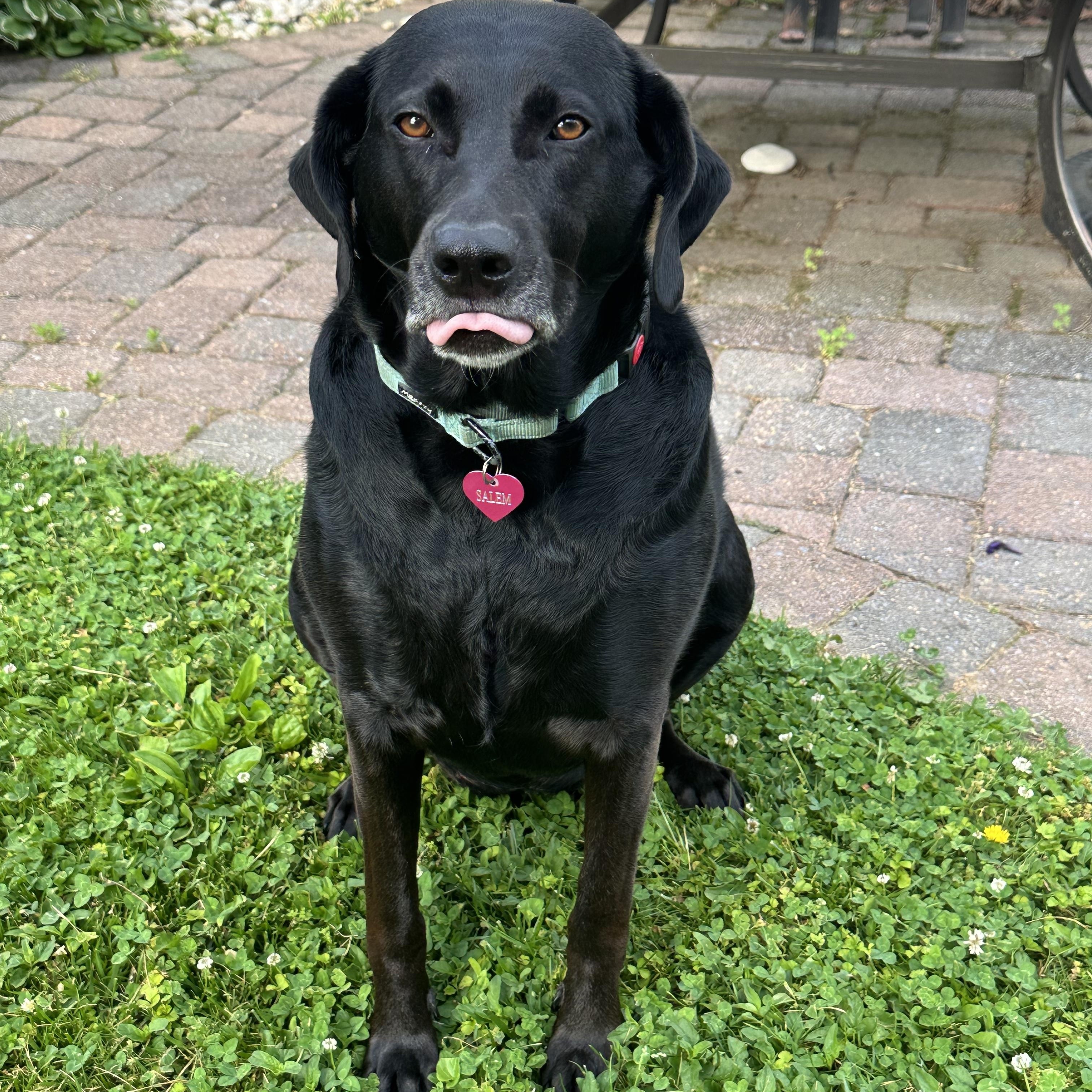 Salem, adopted, Adult Female Labrador Retriever.