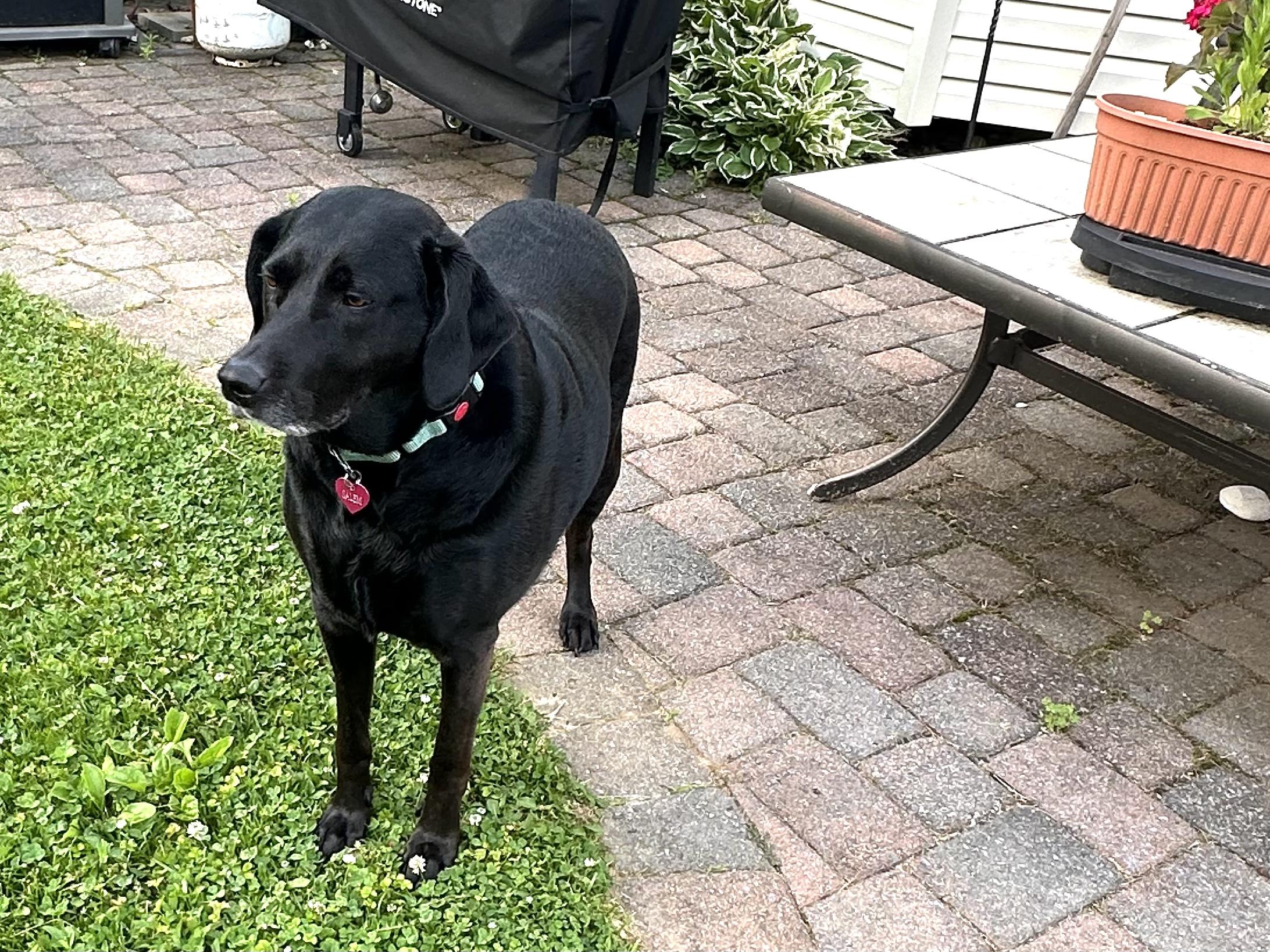 Salem, an adopted mixed breed in Elkton, MD image 2/3