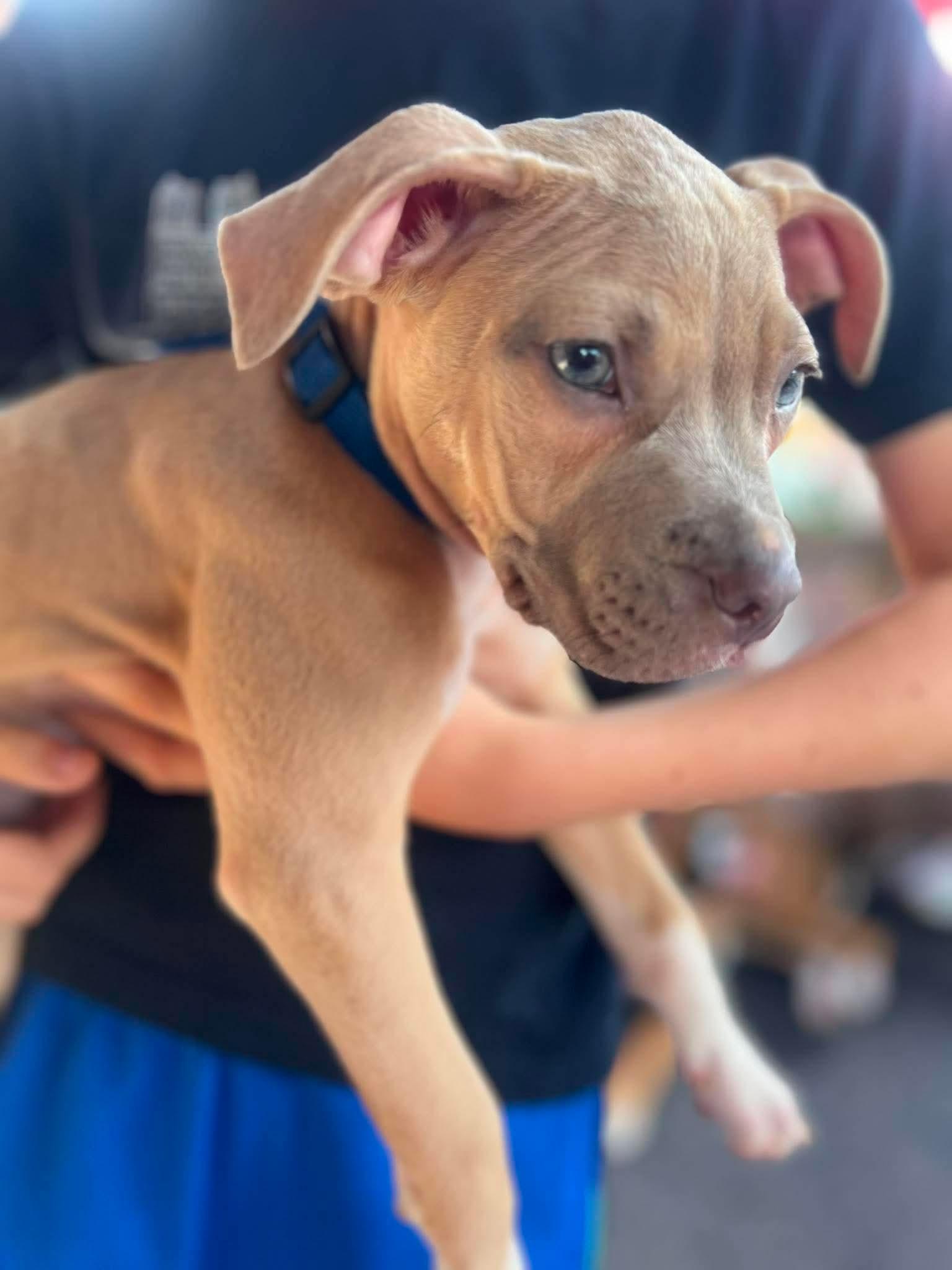 Clyde (puppy), Adoptable, Young Male Pit Bull Terrier.