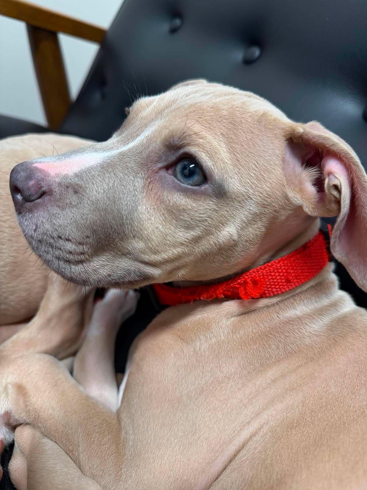 Enlarge Clyde (puppy), a Adoptable Pit Bull Terrier in Rockville, MD image 2/3