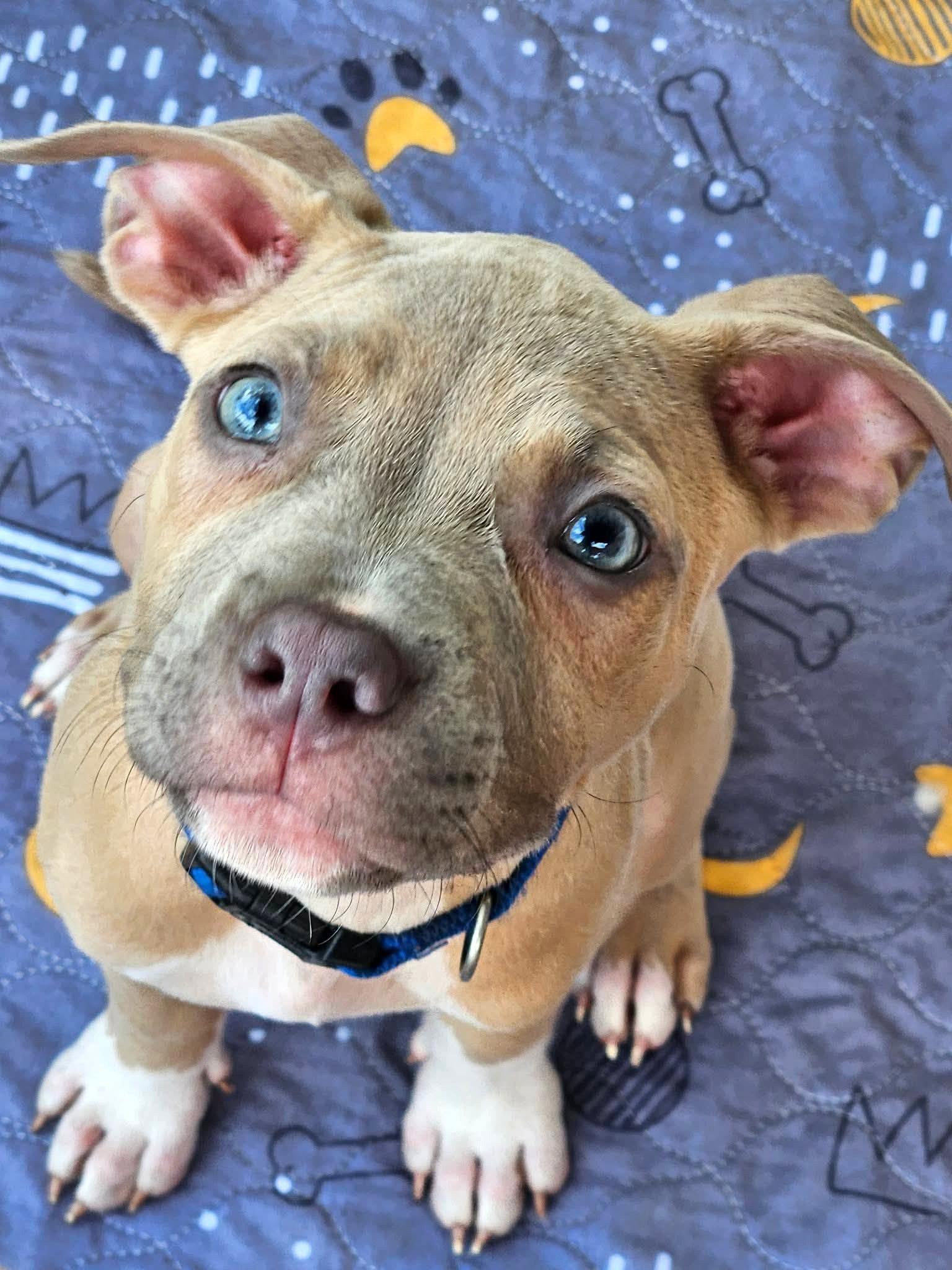 Enlarge Clyde (puppy), a Adoptable Pit Bull Terrier in Rockville, MD image 3/3