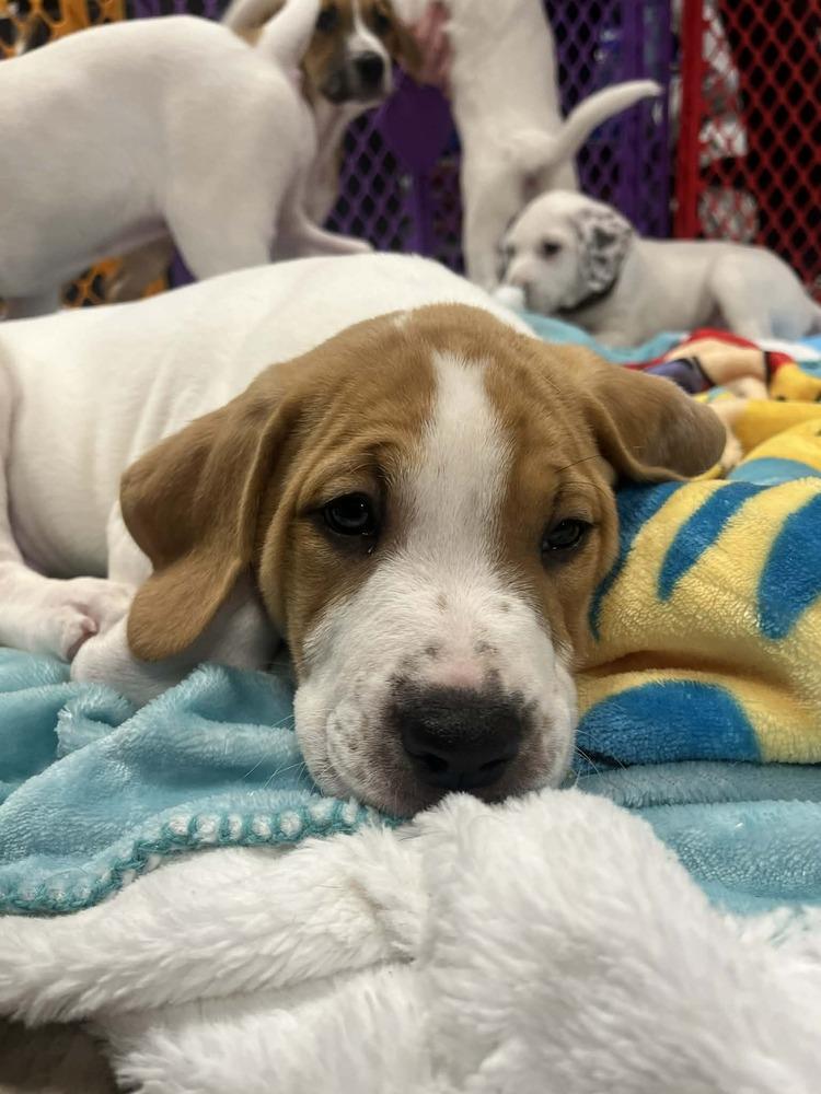 Cain (Myra’s Mini’s 2026 MALE), Adoptable, Puppy Male Pit Bull Terrier & Mixed Breed.