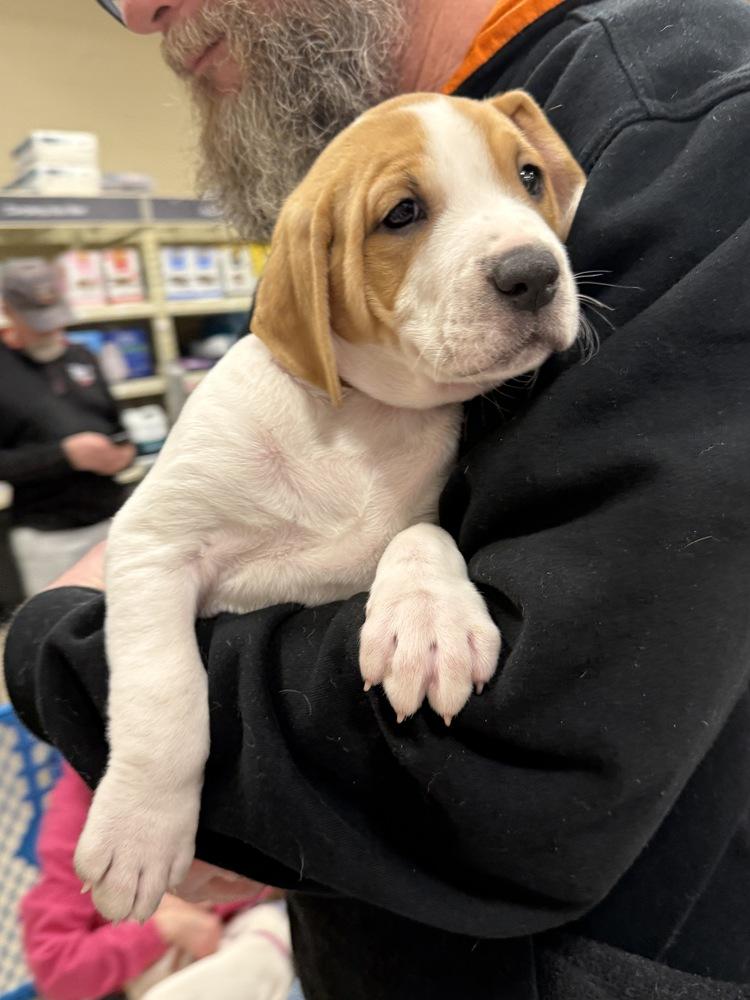 Cain (Myra’s Mini’s 2026 MALE), a Adoptable mixed breed in Wenonah, NJ image 1/5