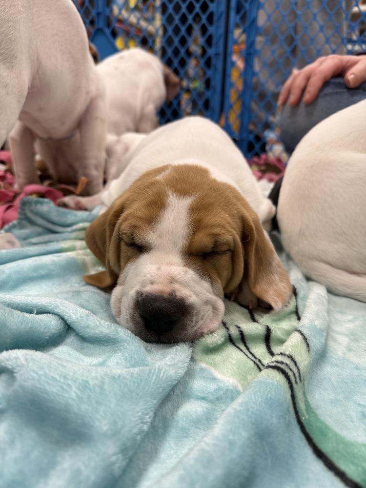 Cain (Myra’s Mini’s 2026 MALE), a Adoptable mixed breed in Wenonah, NJ image 2/5