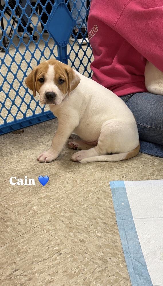 Cain (Myra’s Mini’s 2026 MALE), a Adoptable mixed breed in Wenonah, NJ image 3/5