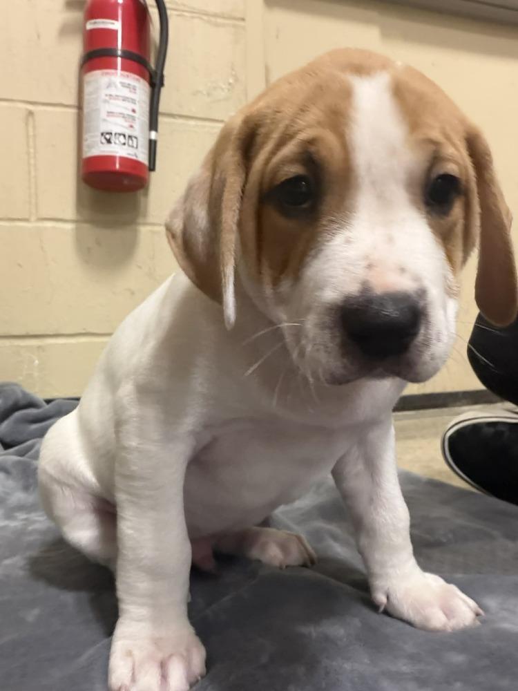 Cain (Myra’s Mini’s 2026 MALE), a Adoptable mixed breed in Wenonah, NJ image 5/5