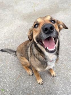 Enlarge Bella, a ADOPTABLE mixed breed in Henderson, TX image 4/5