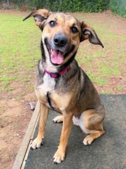 Enlarge Bella, a ADOPTABLE mixed breed in Henderson, TX image 1/5
