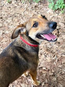 Enlarge Bella, a ADOPTABLE mixed breed in Henderson, TX image 3/5
