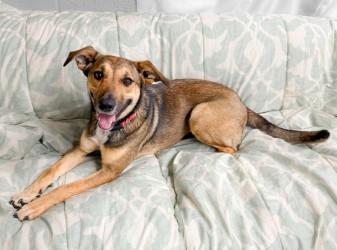 Enlarge Bella, a ADOPTABLE mixed breed in Henderson, TX image 2/5