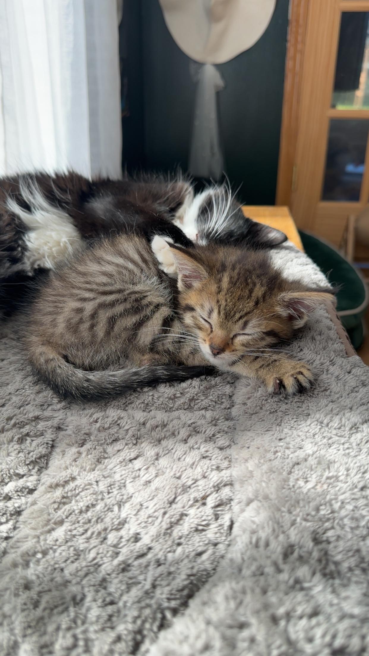 Tangerine, an adopted mixed breed in Crystal Lake, IL image 4/6