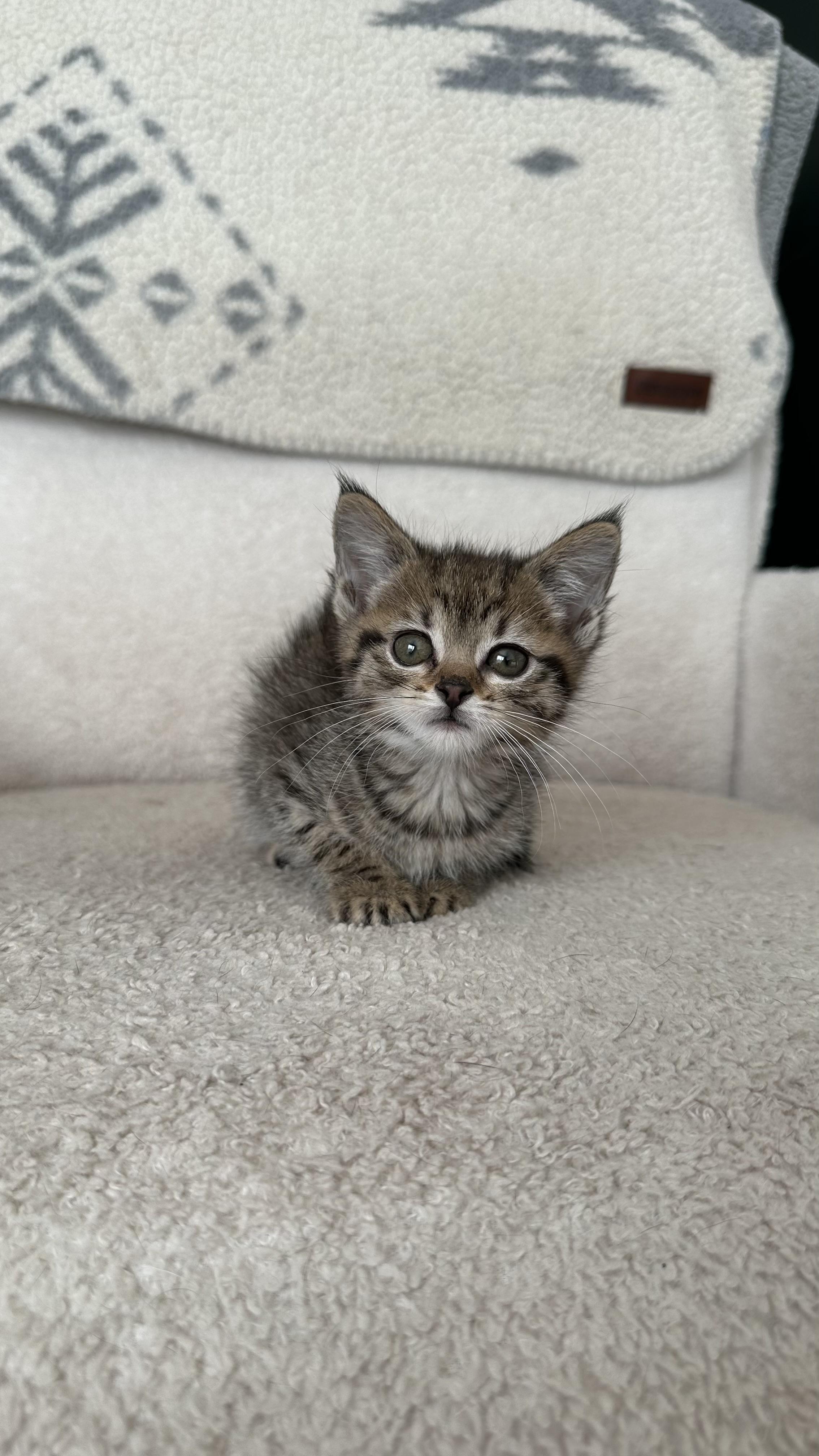 Tangerine, an adopted mixed breed in Crystal Lake, IL image 1/6