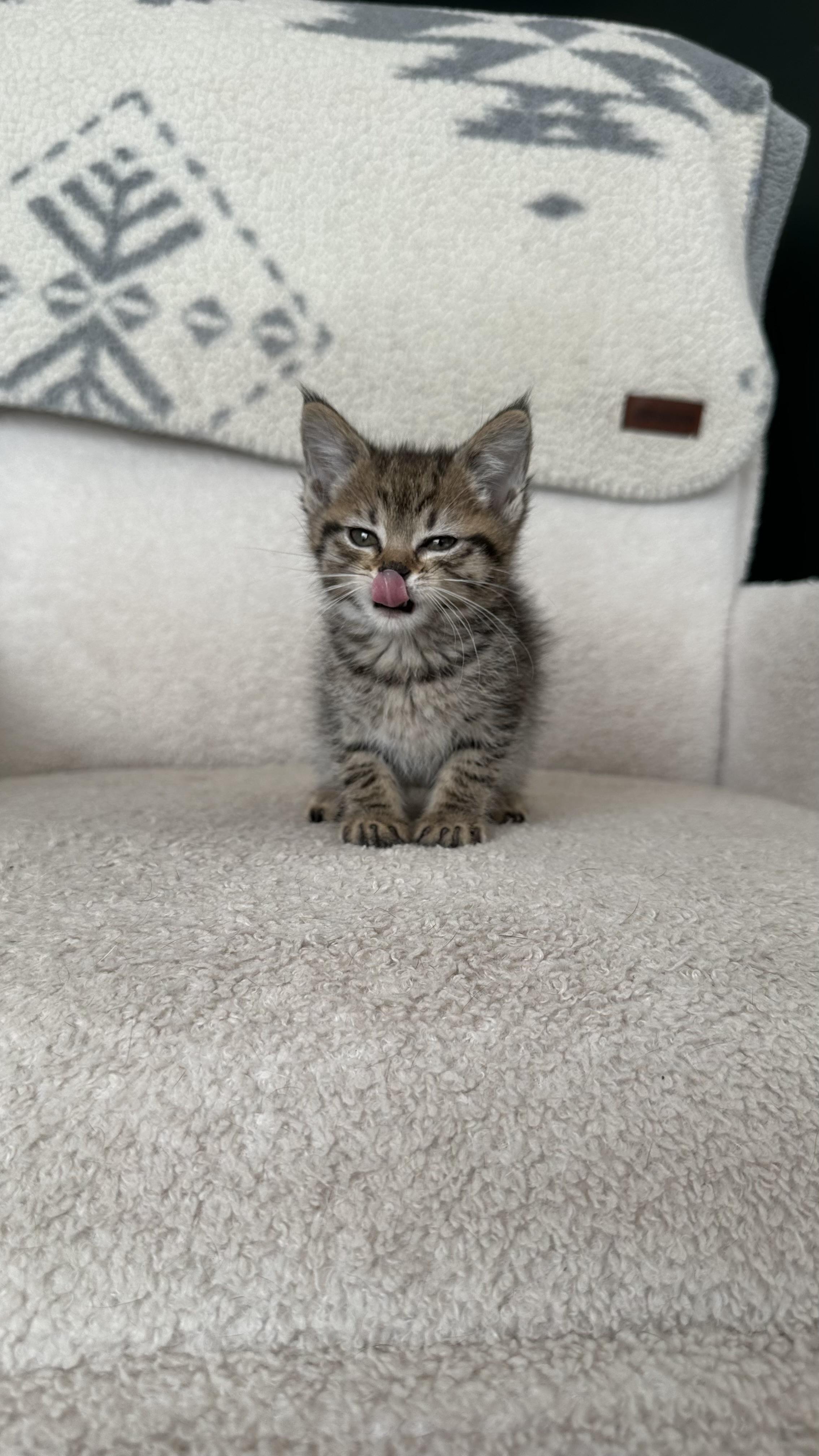 Tangerine, an adopted mixed breed in Crystal Lake, IL image 5/6