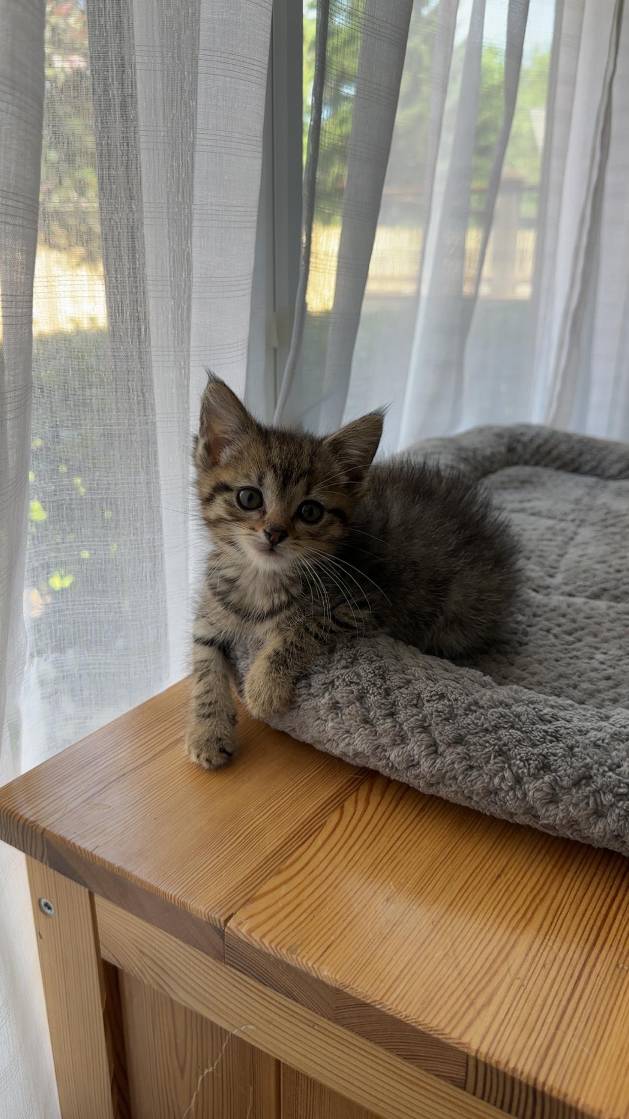Tangerine, an adopted mixed breed in Crystal Lake, IL image 2/6