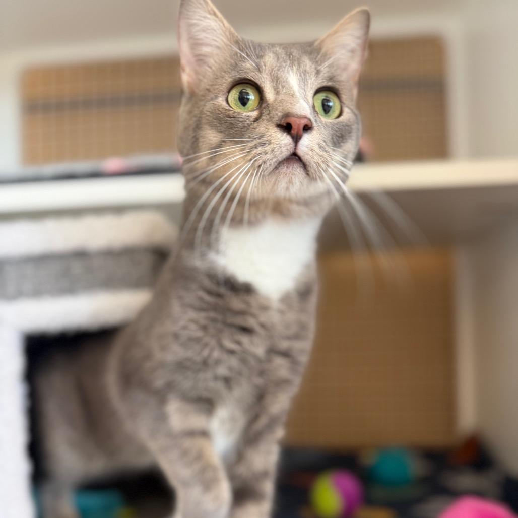 Poncho, Adoptable, Young Male Domestic Short Hair.