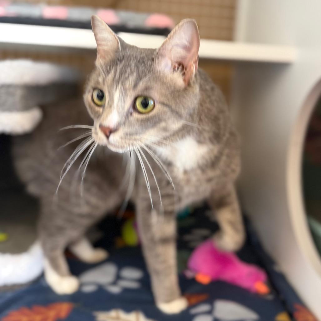 Enlarge Poncho, a Adoptable Domestic Short Hair in Frederick, MD image 2/3