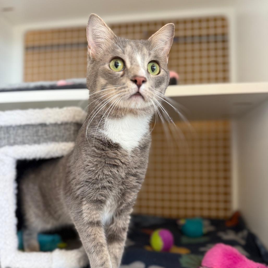 Enlarge Poncho, a Adoptable Domestic Short Hair in Frederick, MD image 3/3