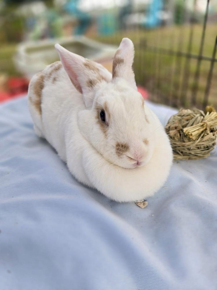 Enlarge Penny, a Adoptable mixed breed in Melbourne, FL image 2/6