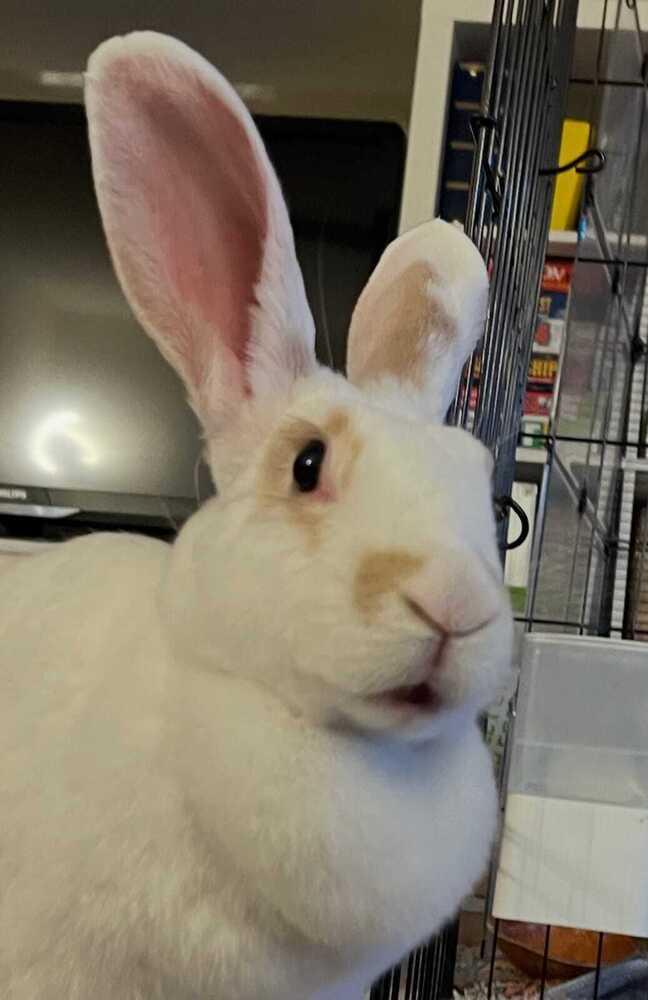 Enlarge Penny, a Adoptable mixed breed in Melbourne, FL image 6/6