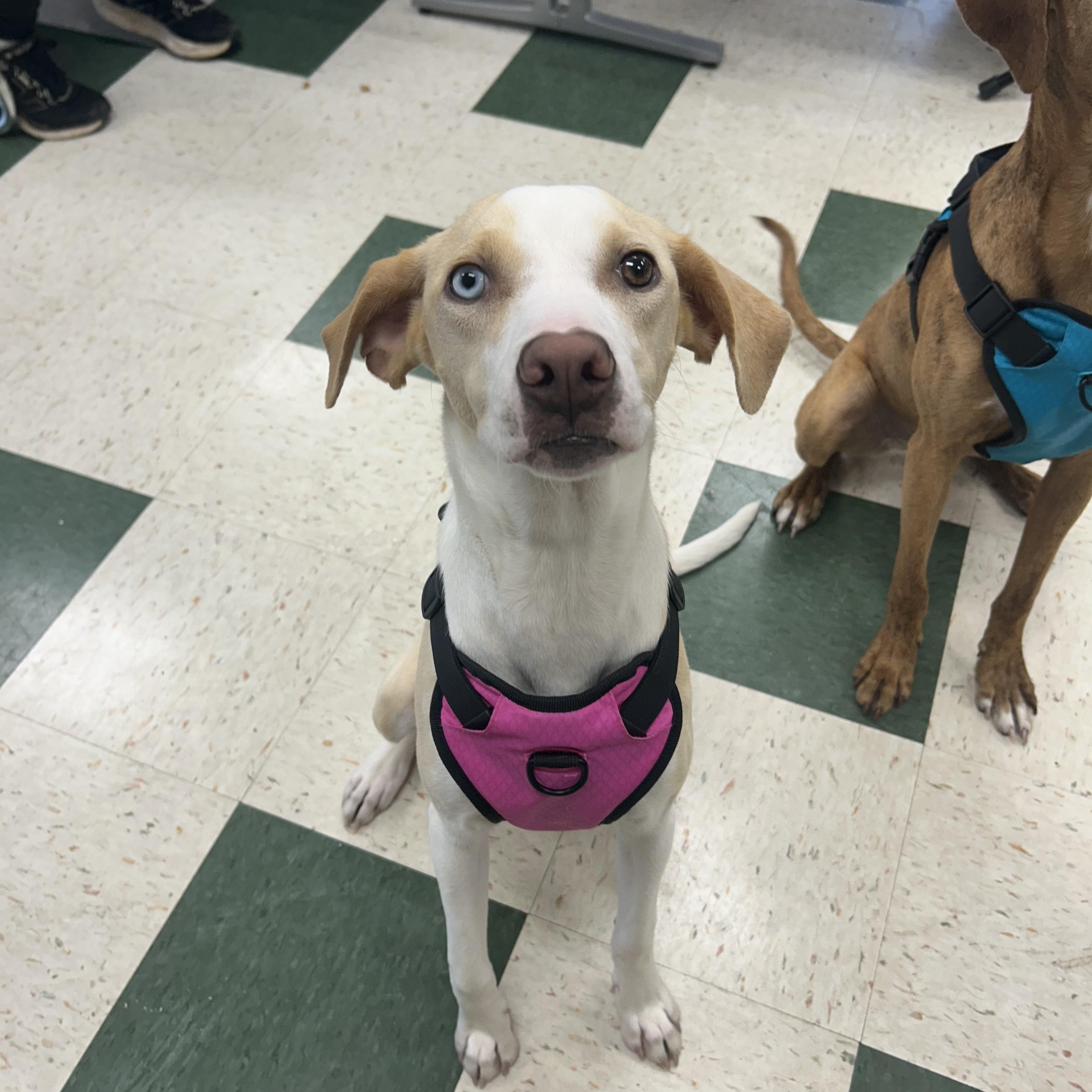 Cher, ADOPTABLE, Young Female Mixed Breed.