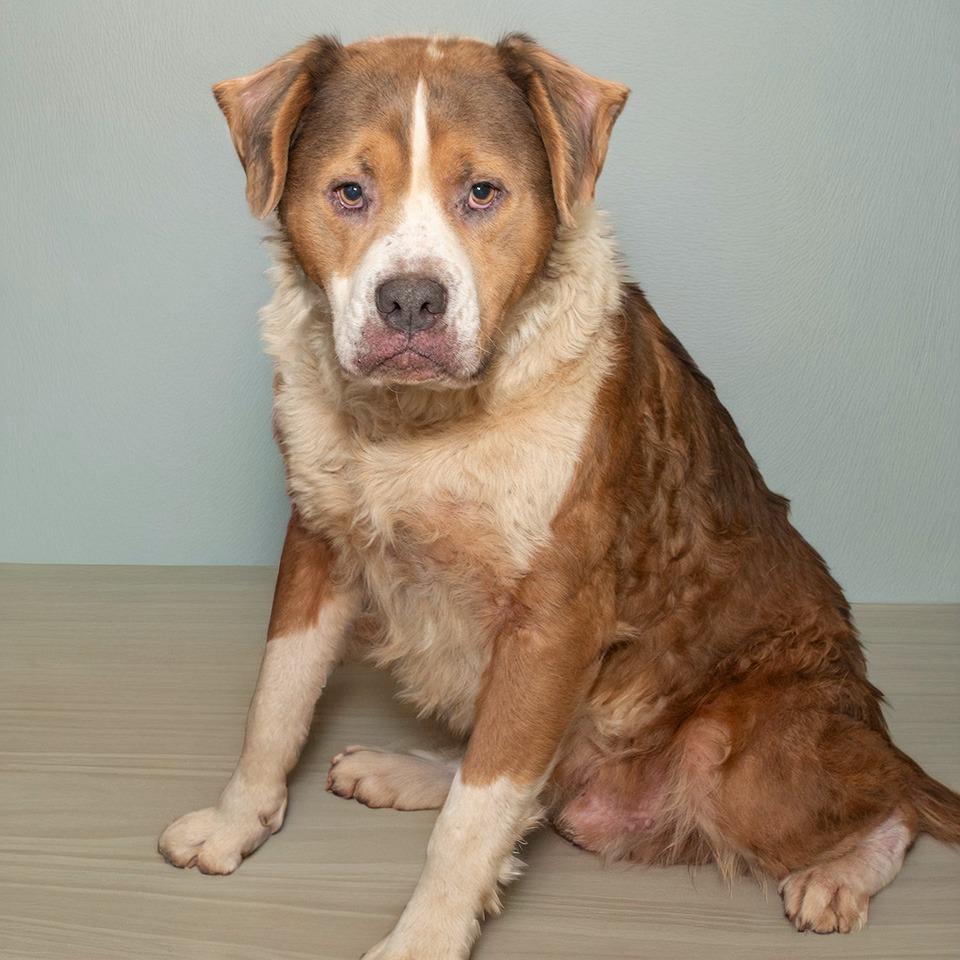 Enlarge Grizzly, a Adoptable mixed breed in Troy, OH image 1/3