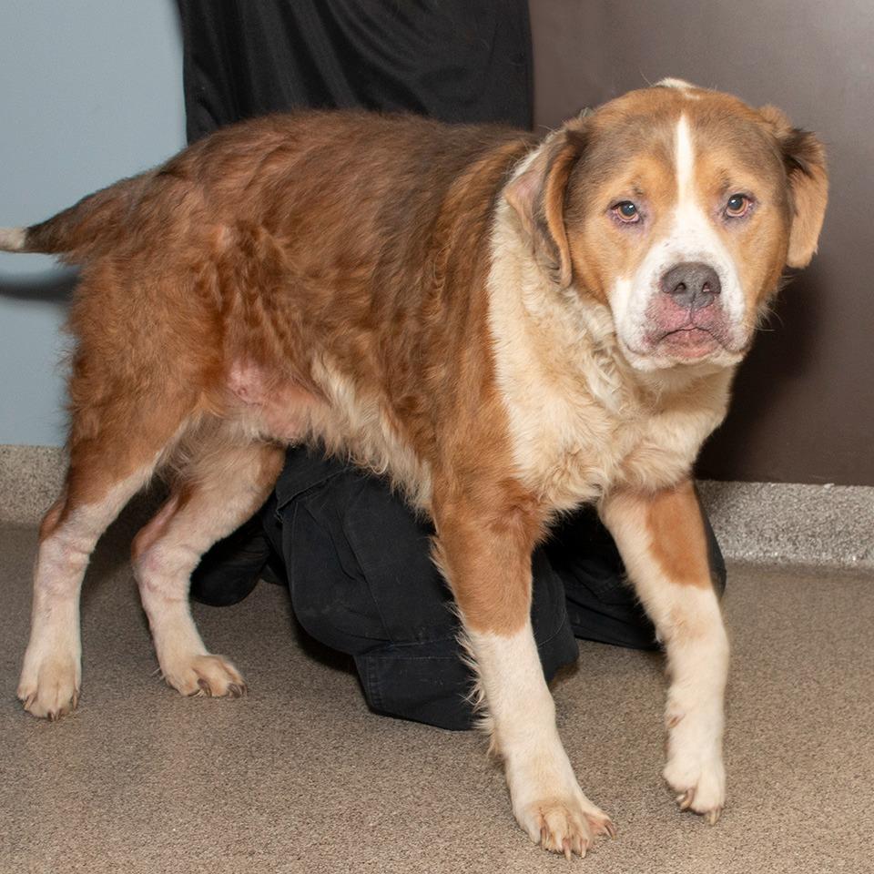 Enlarge Grizzly, a Adoptable mixed breed in Troy, OH image 2/3