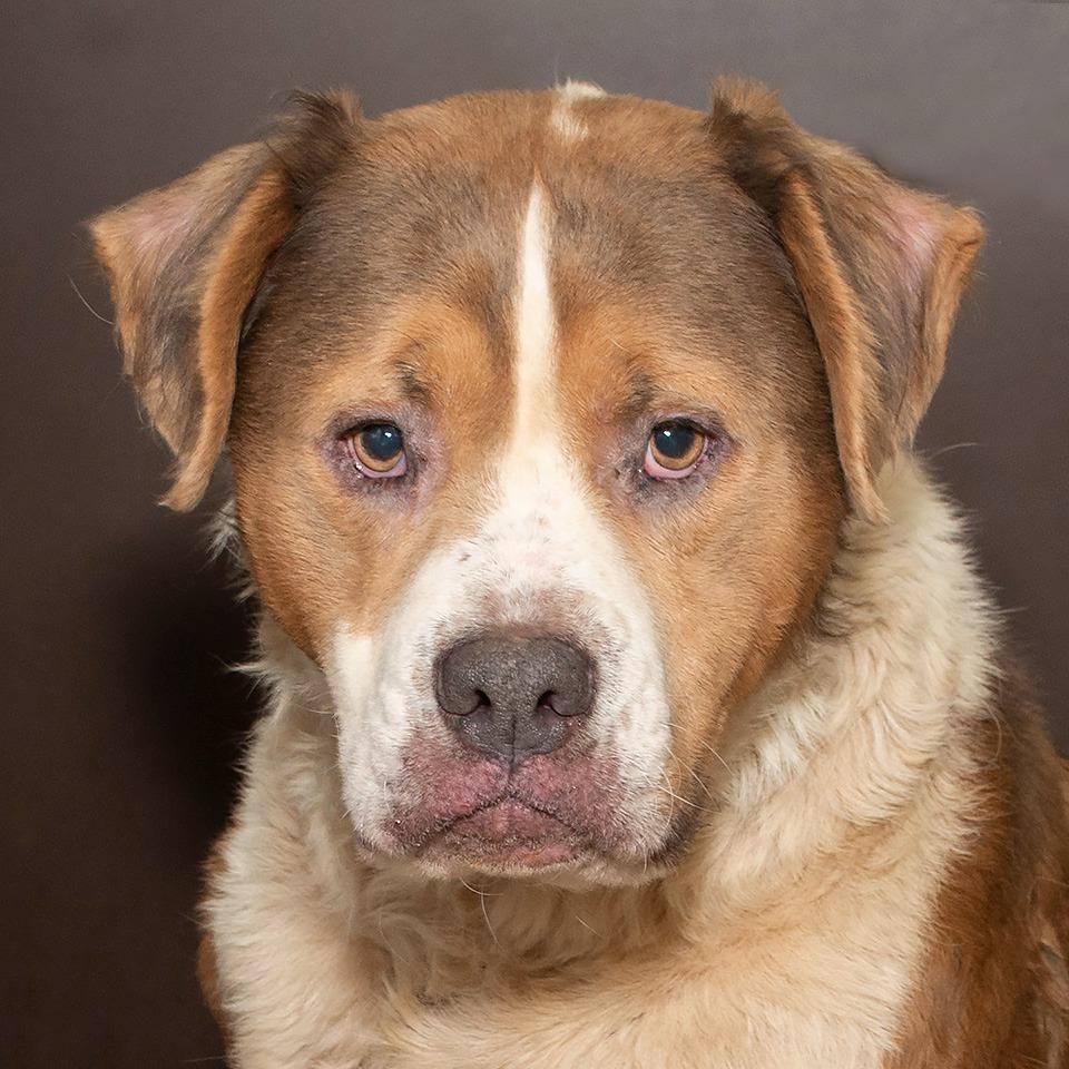 Enlarge Grizzly, a Adoptable mixed breed in Troy, OH image 3/3