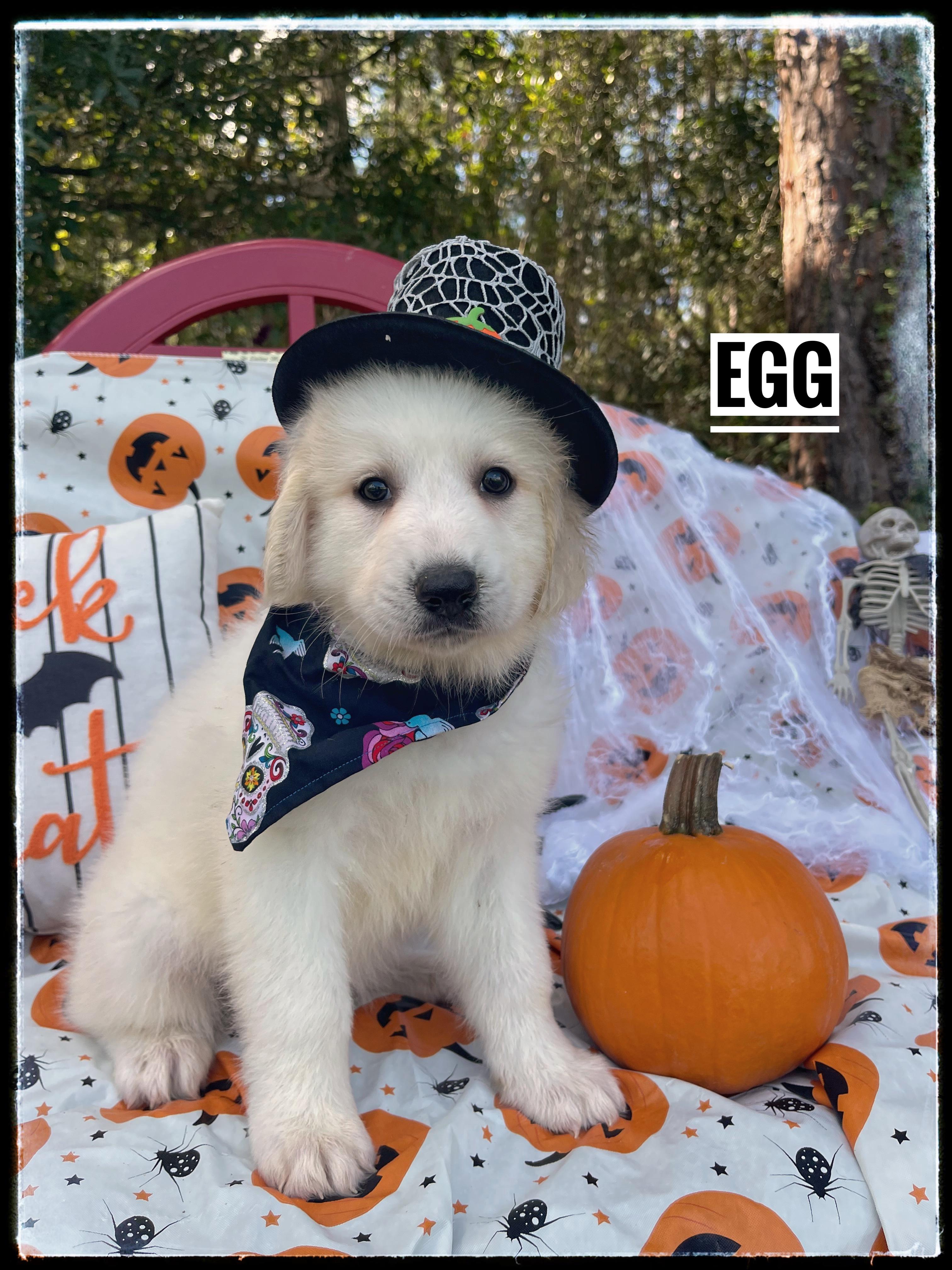 Egg