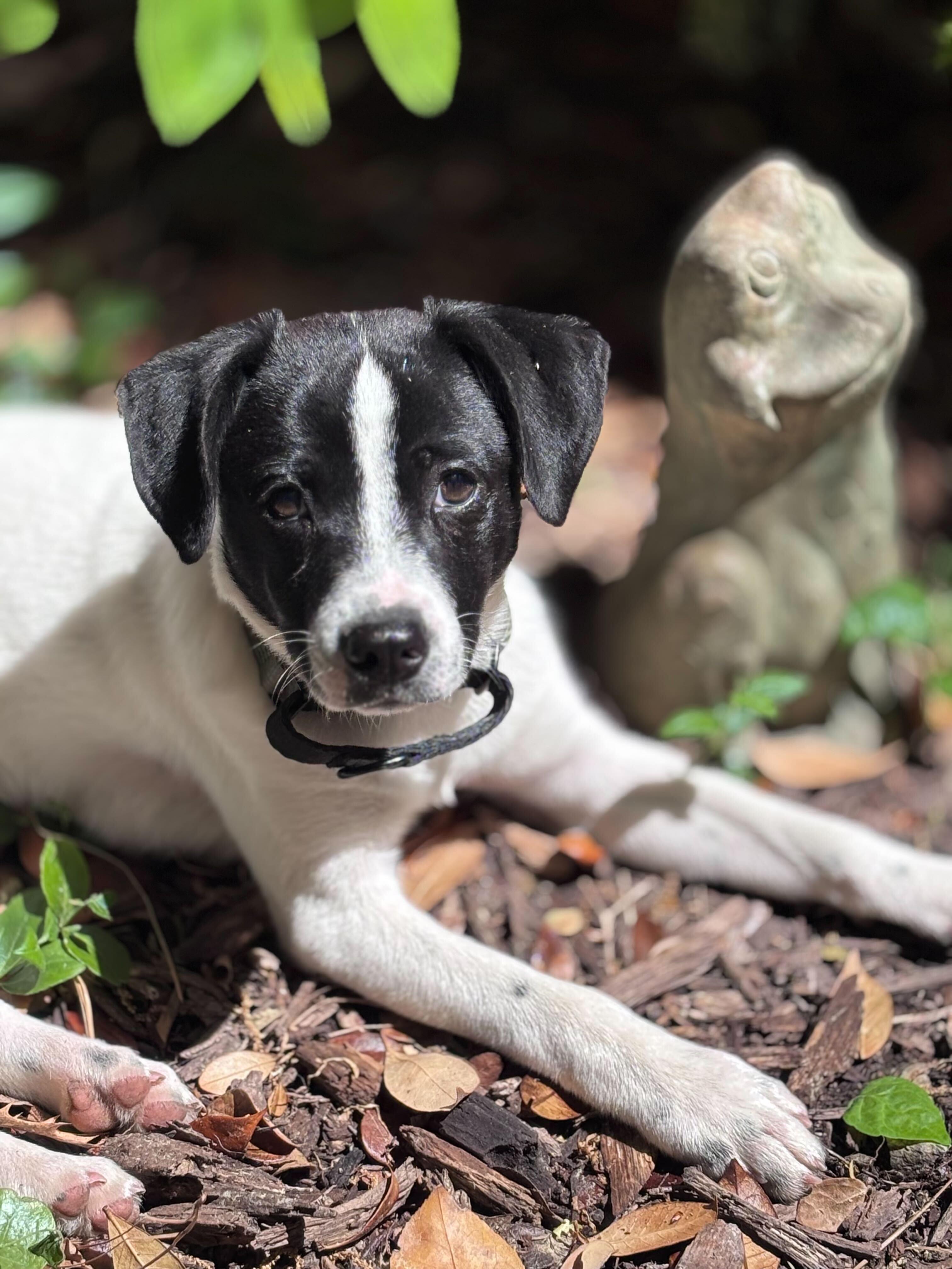 Pandita, ADOPTABLE, Puppy Male Terrier.