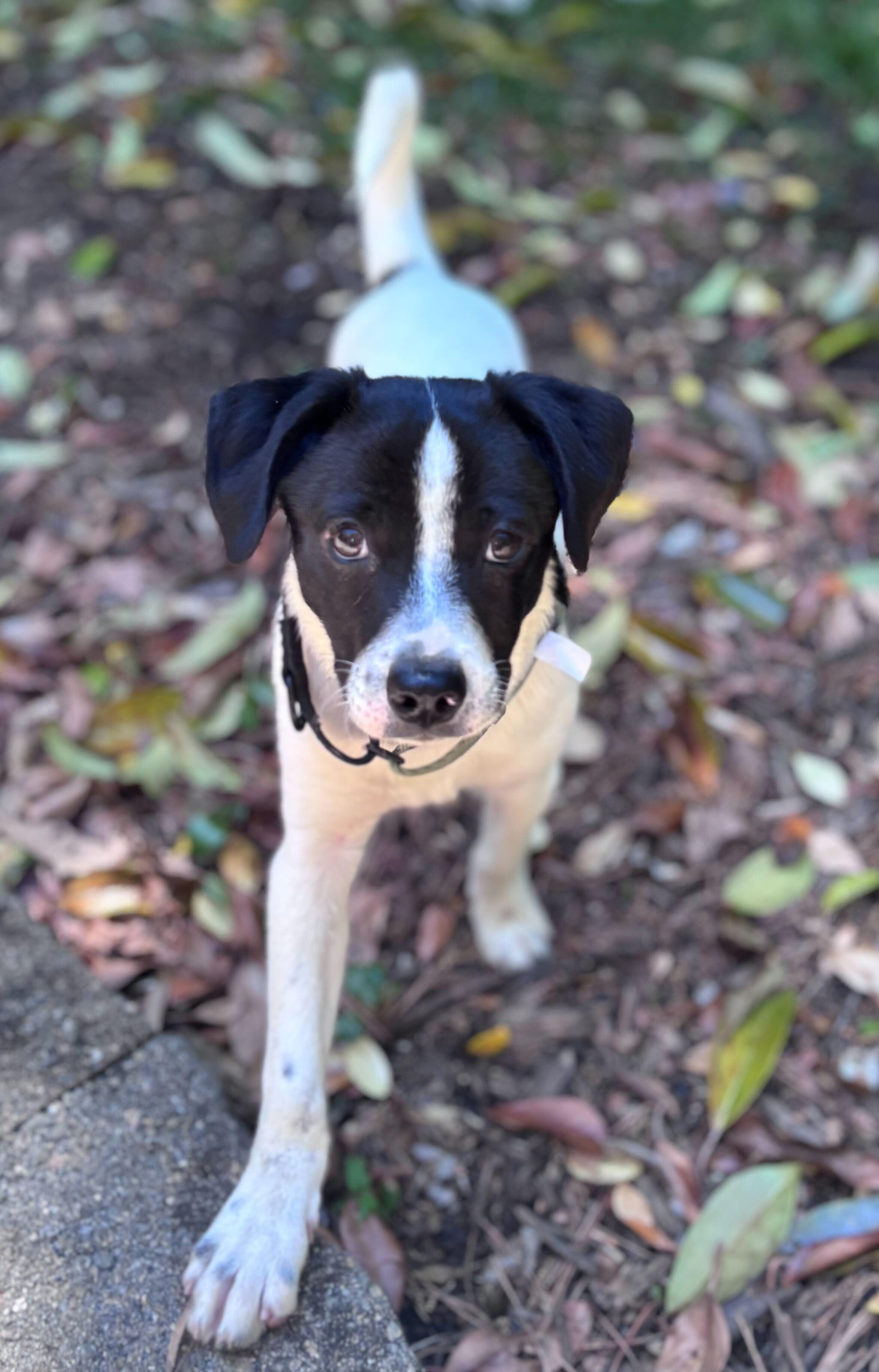 Enlarge Pandita, a ADOPTABLE mixed breed in Fuquay Varina, NC image 3/3