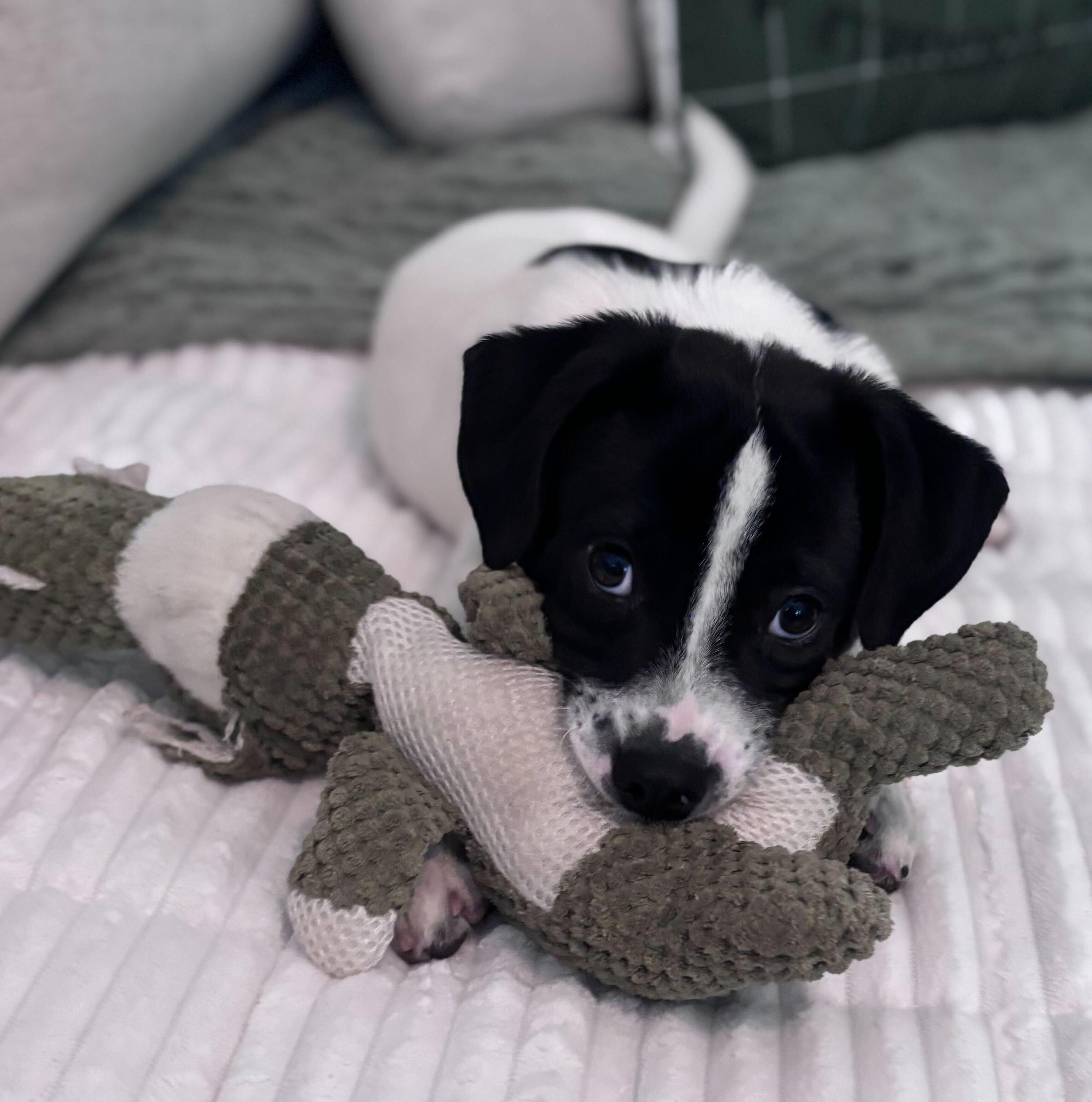 Enlarge Pandita, a ADOPTABLE mixed breed in Fuquay Varina, NC image 2/3