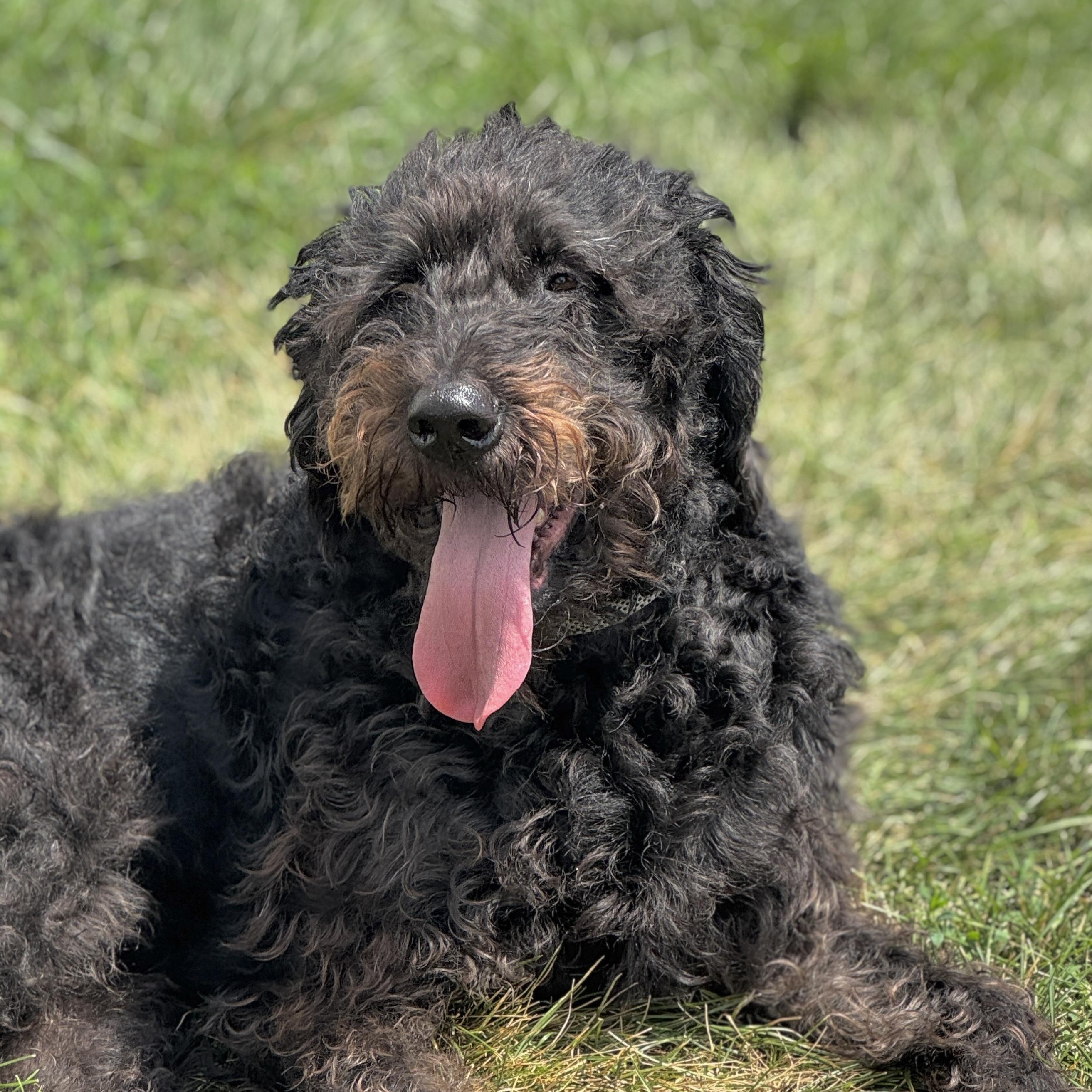 LEELA-ILLINOIS, an adoptable Labradoodle in Kirkland, IL, 60146 | Photo Image 3