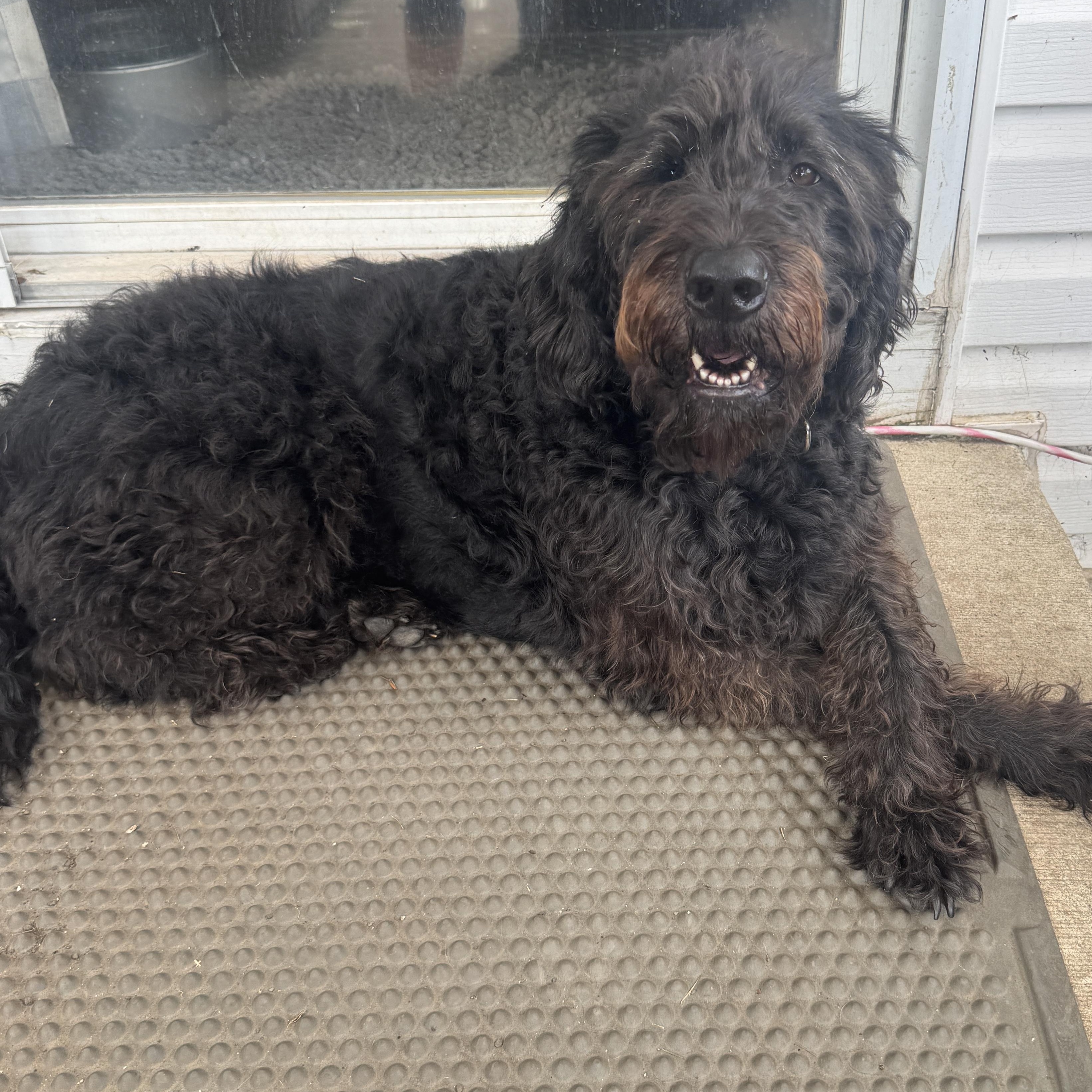 LEELA-ILLINOIS, an adoptable Labradoodle in Kirkland, IL, 60146 | Photo Image 5