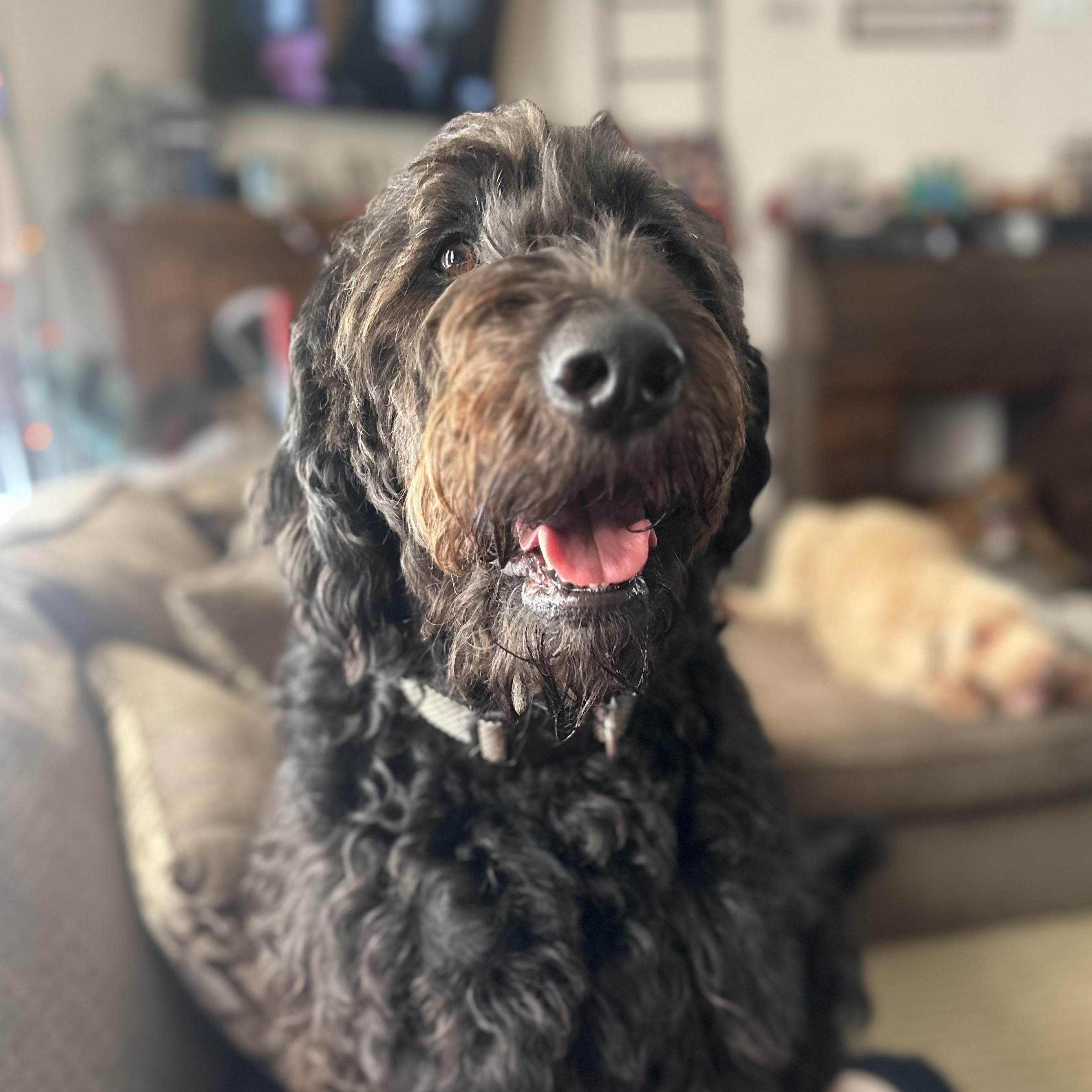 LEELA-ILLINOIS, an adoptable Labradoodle in Kirkland, IL, 60146 | Photo Image 2