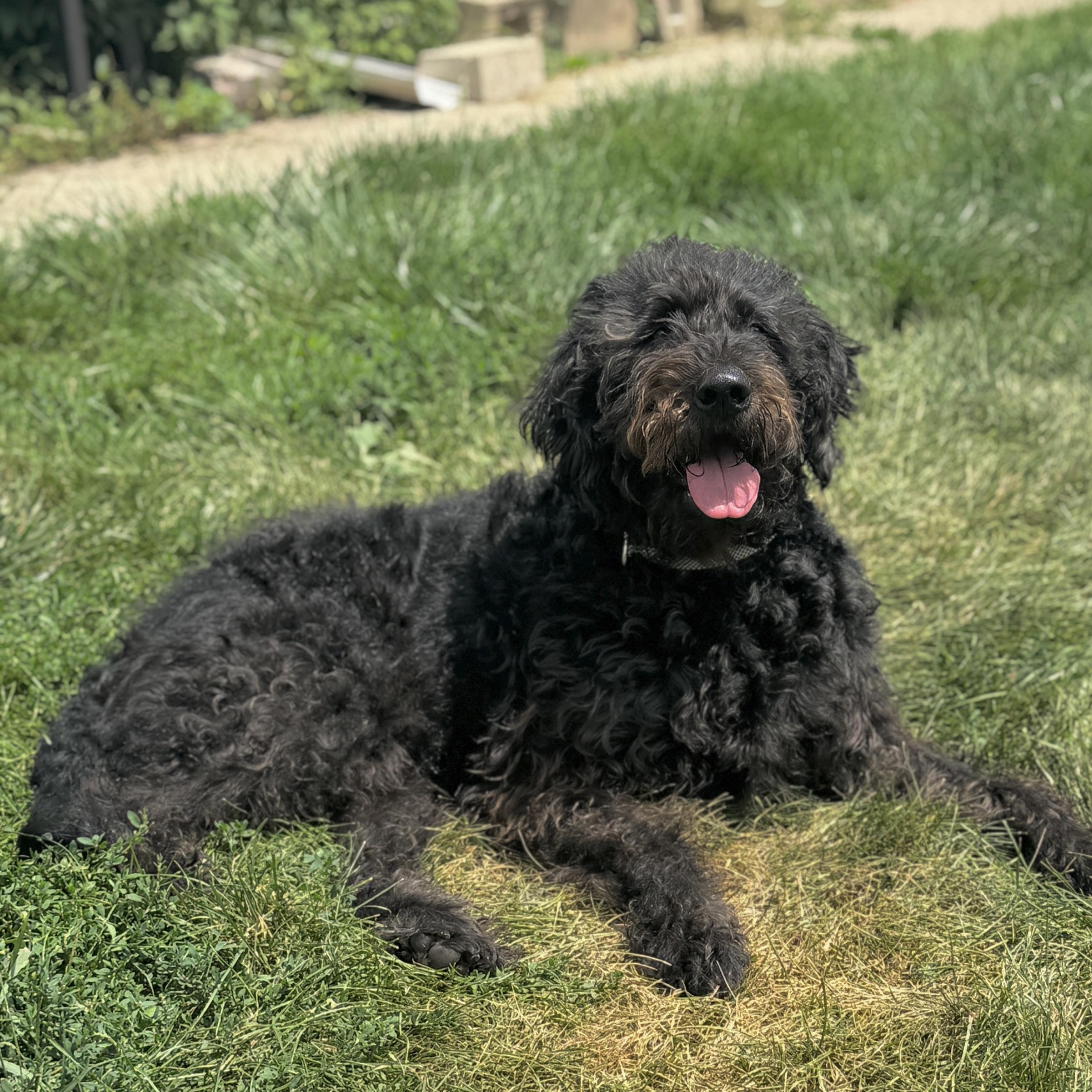 LEELA-ILLINOIS, an adoptable Labradoodle in Kirkland, IL, 60146 | Photo Image 4