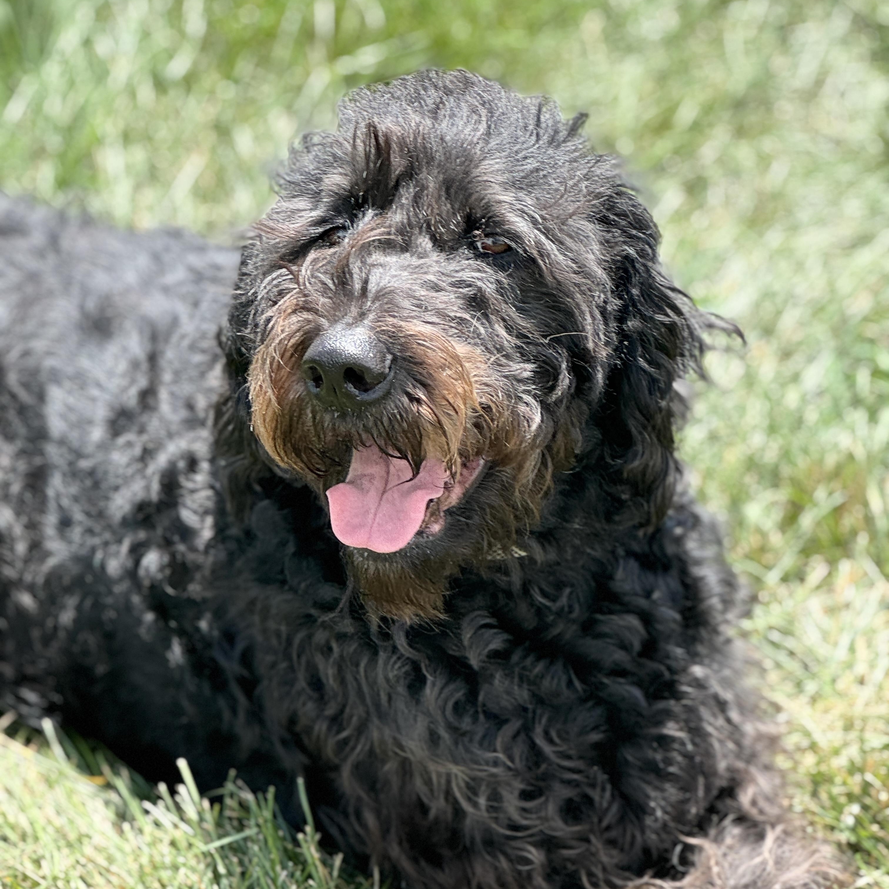 LEELA-ILLINOIS, an adoptable Labradoodle in Kirkland, IL, 60146 | Photo Image 1