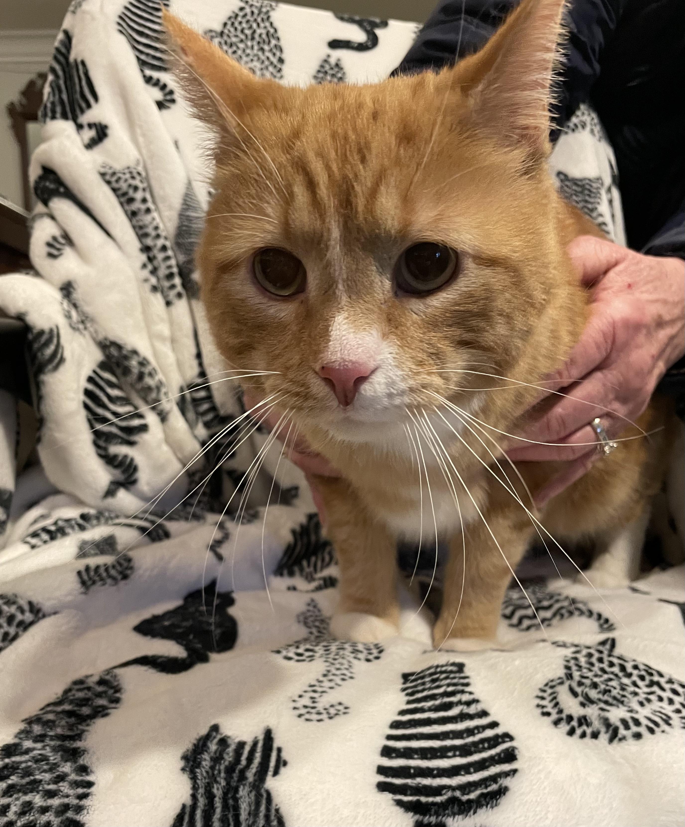 Enlarge Ollie, a Adopted Domestic Short Hair in Lakewood, NY image 1/4