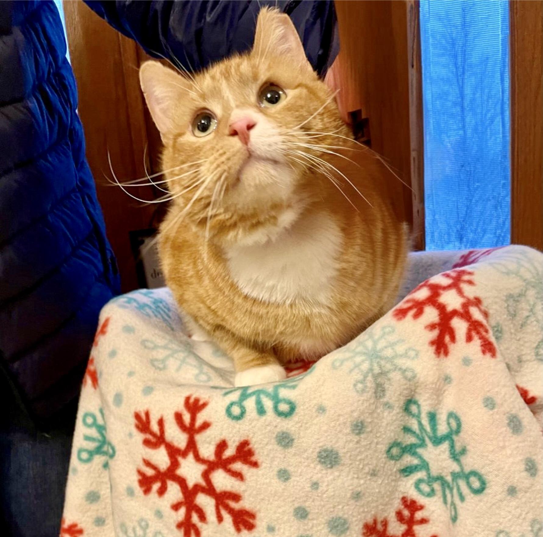 Enlarge Ollie, a Adopted Domestic Short Hair in Lakewood, NY image 2/4