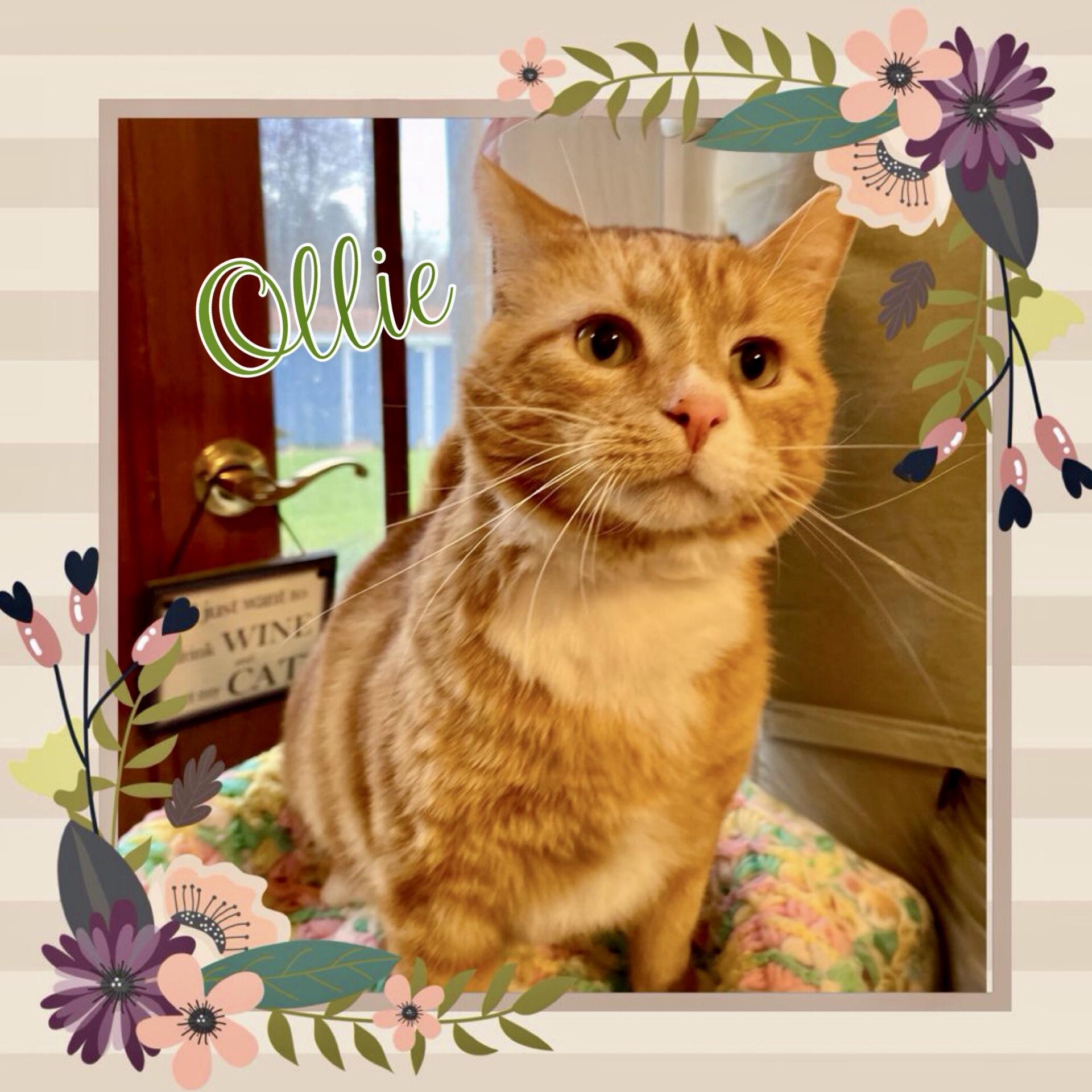 Enlarge Ollie, a Adopted Domestic Short Hair in Lakewood, NY image 3/4