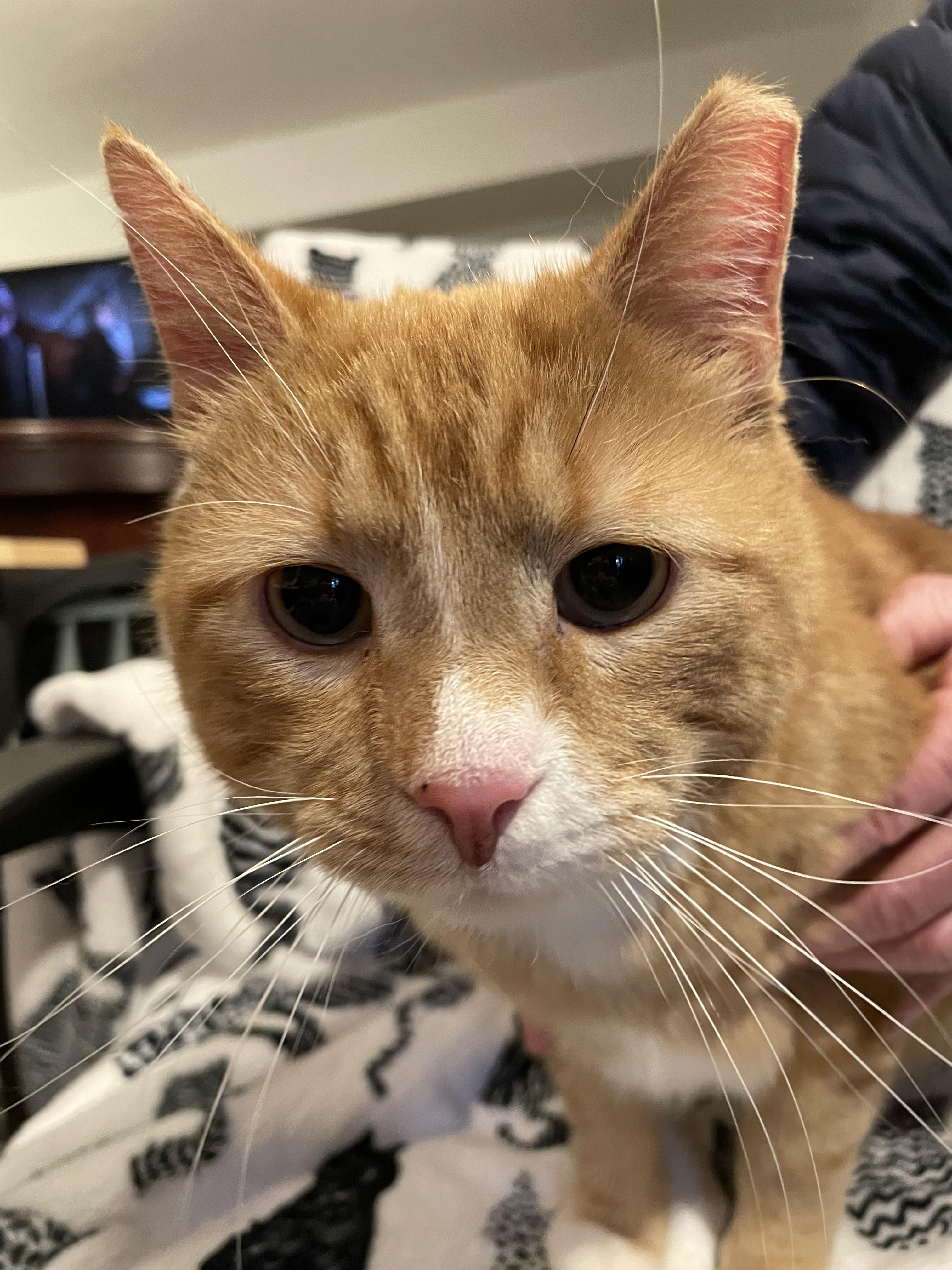 Ollie, Adopted, Adult Male Domestic Short Hair.