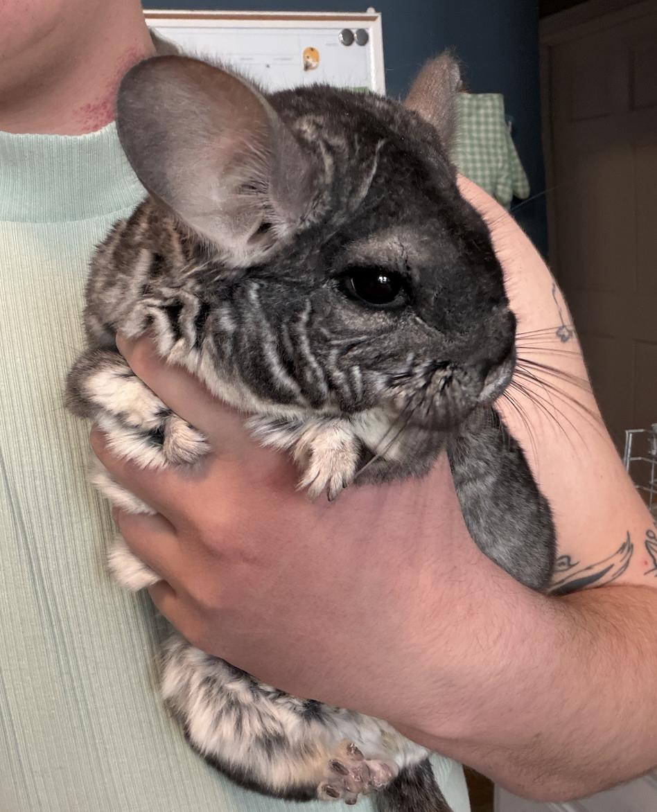 Enlarge Kaya, a ADOPTABLE Chinchilla in Minneapolis, MN image 2/2