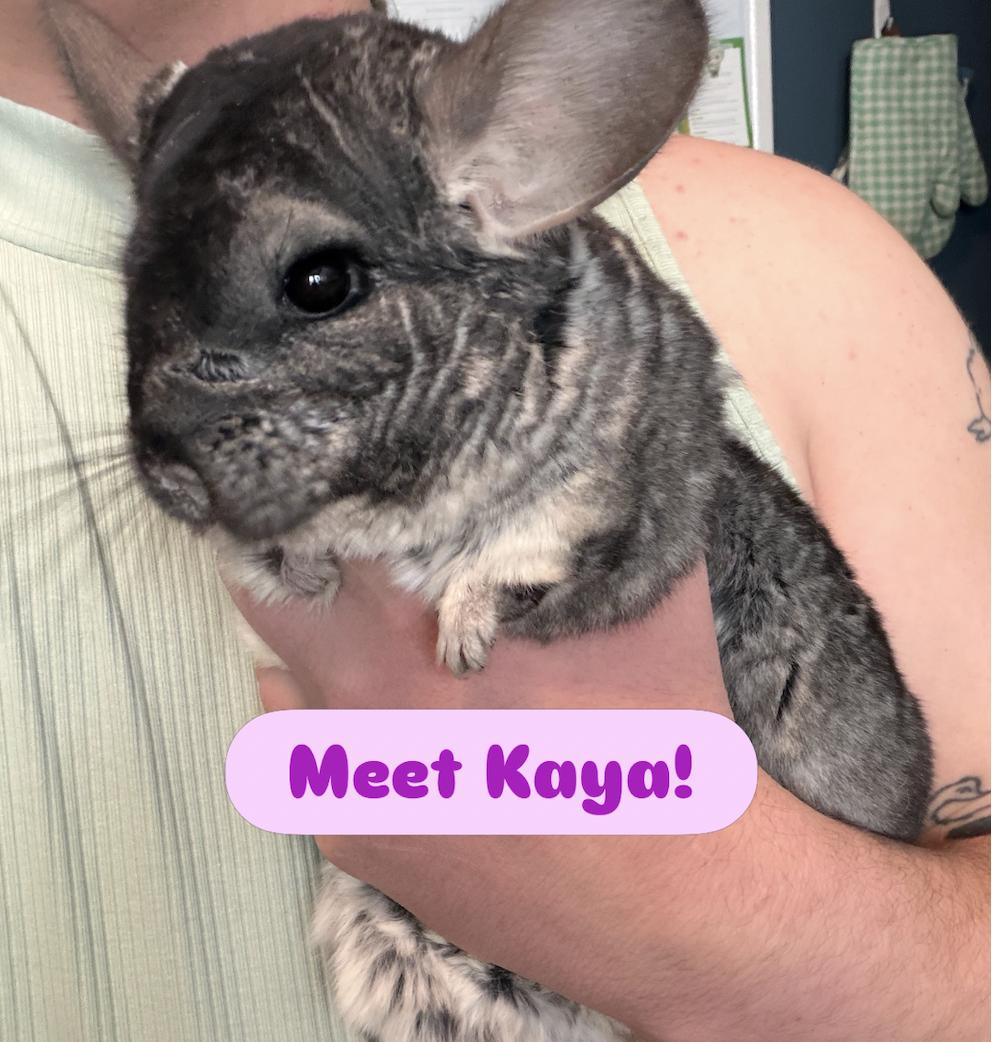 Enlarge Kaya, a ADOPTABLE Chinchilla in Minneapolis, MN image 1/2