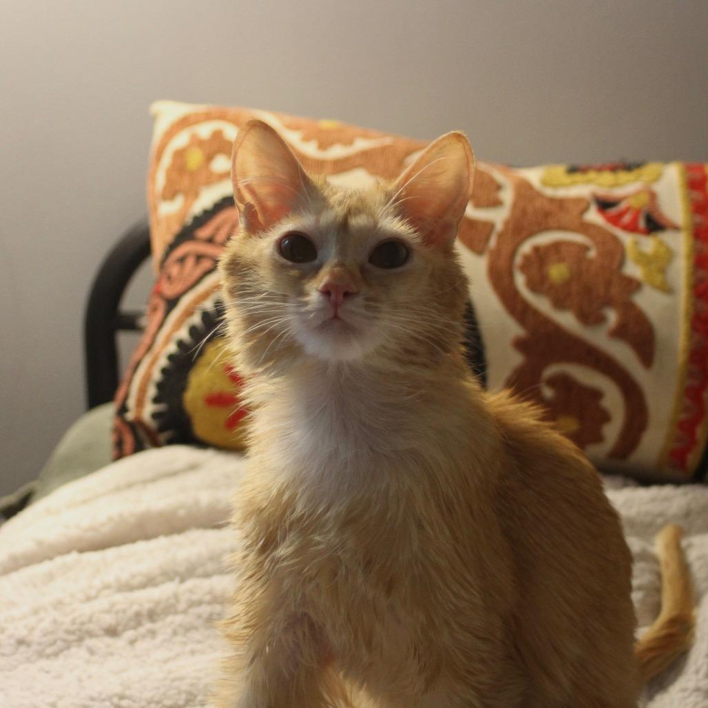 Red Lobster, Adoptable, Senior Male Domestic Medium Hair.