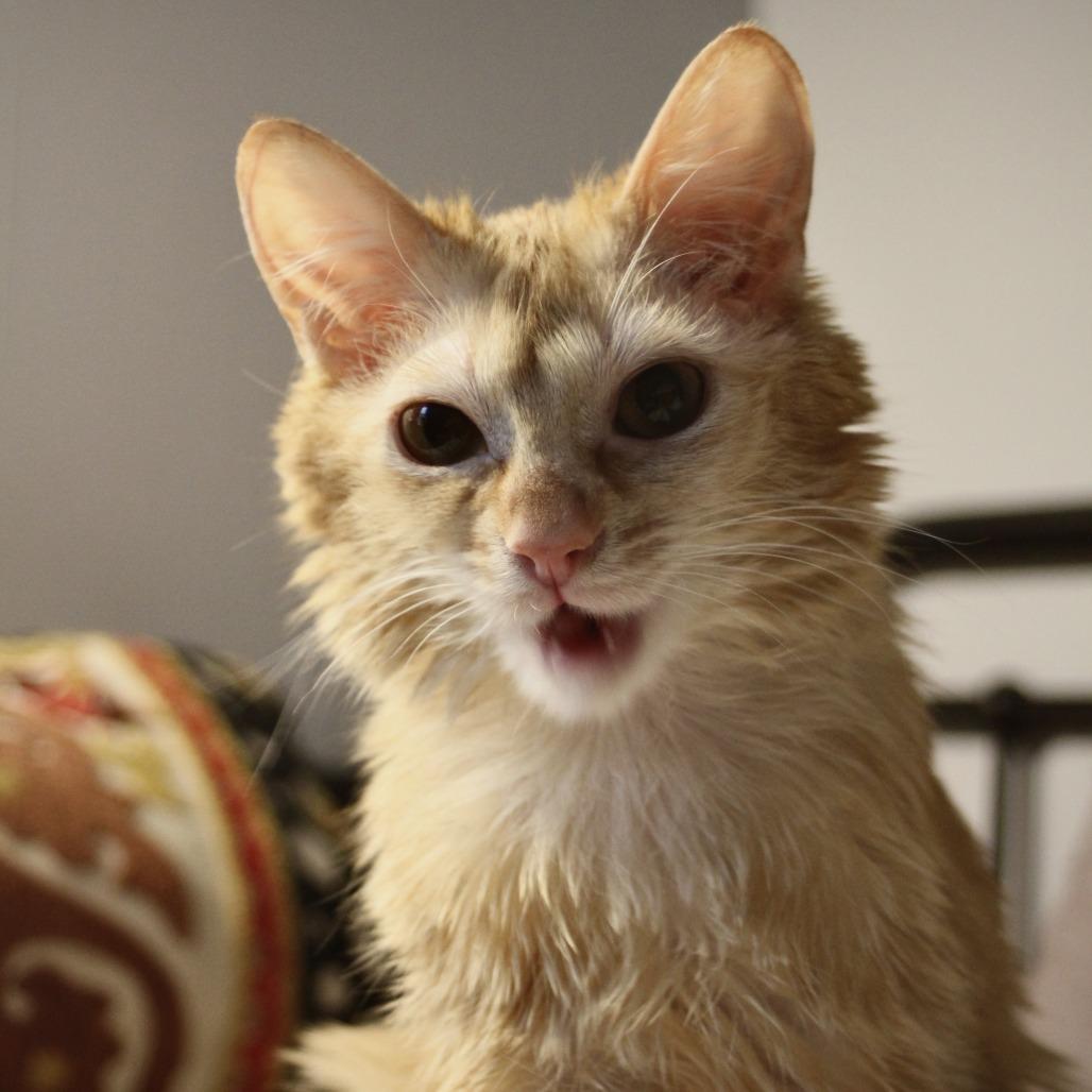 Red Lobster, a Adoptable Domestic Medium Hair in Evanston, IL image 3/3