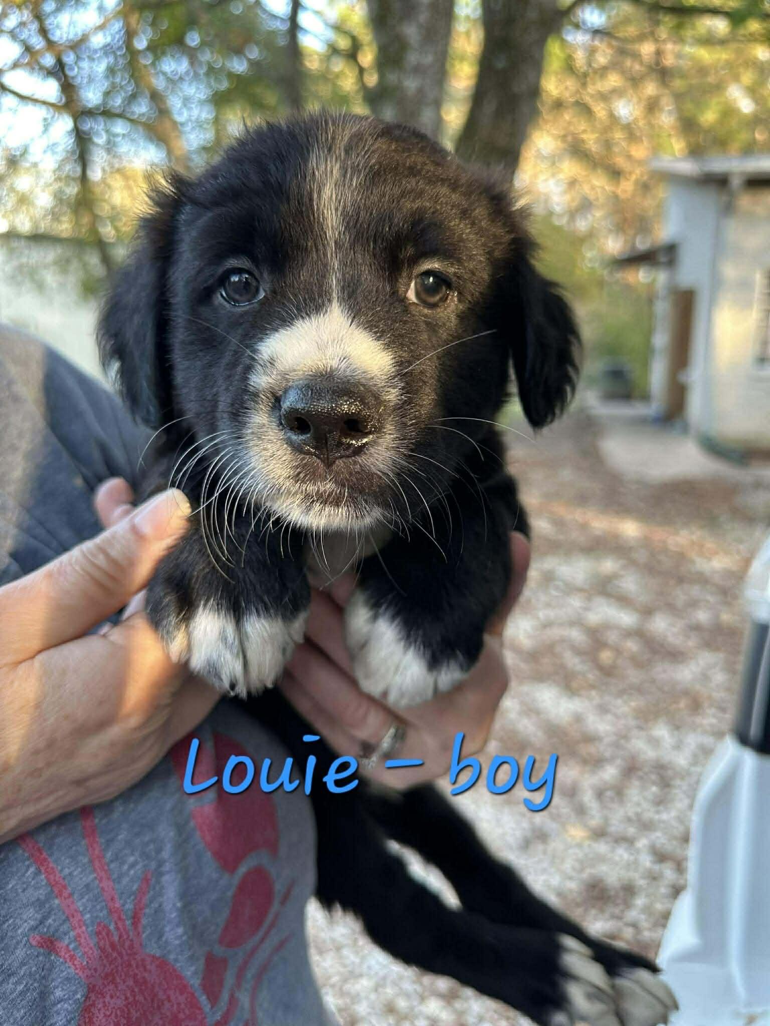 Louie the mixed breed puppy, Adoptable, Puppy Male Australian Cattle Dog / Blue Heeler & Border Collie.