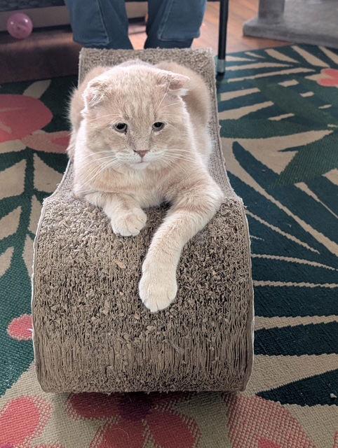 Tank, Adoptable, Adult Male Tabby.