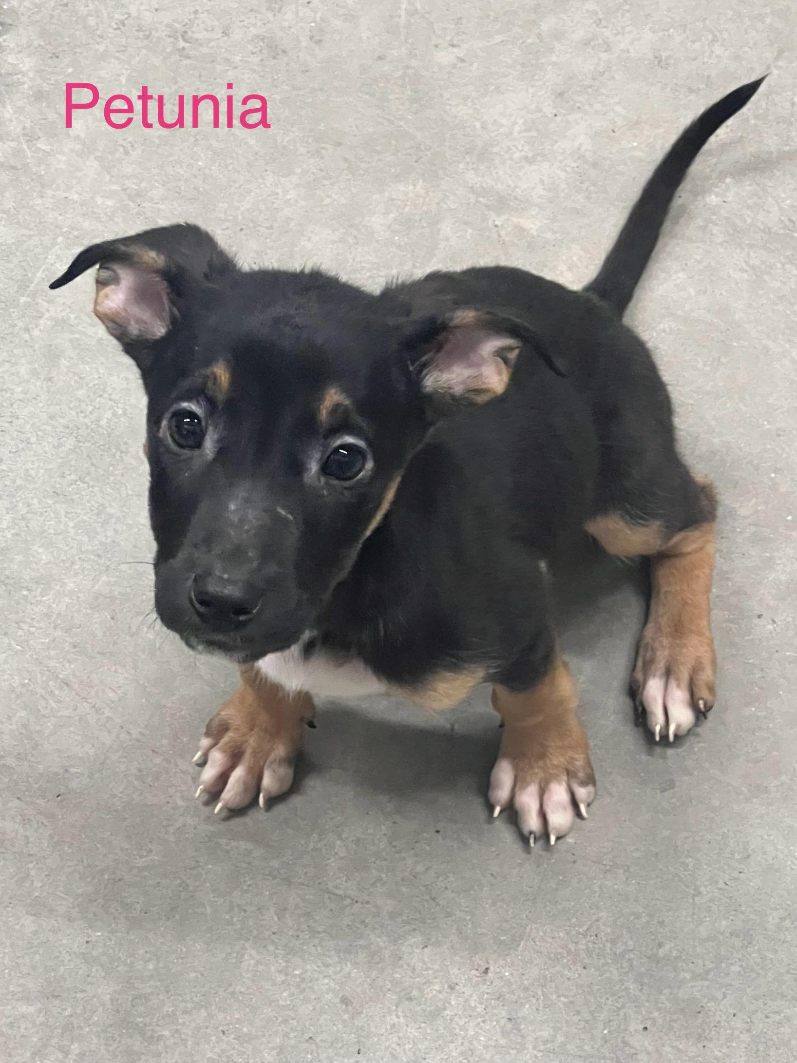 Petunia, ADOPTABLE, Puppy Female German Shepherd Dog.