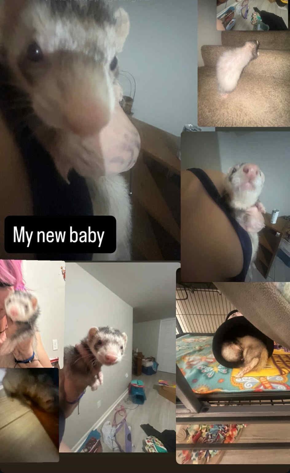 Enlarge Scoots McGee, an adoptable Ferret in Saint Paul, MN image 2/3