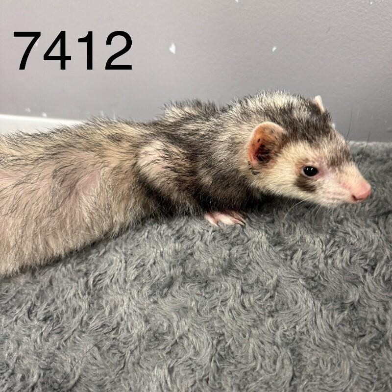 Enlarge Scoots McGee, an adoptable Ferret in Saint Paul, MN image 1/3