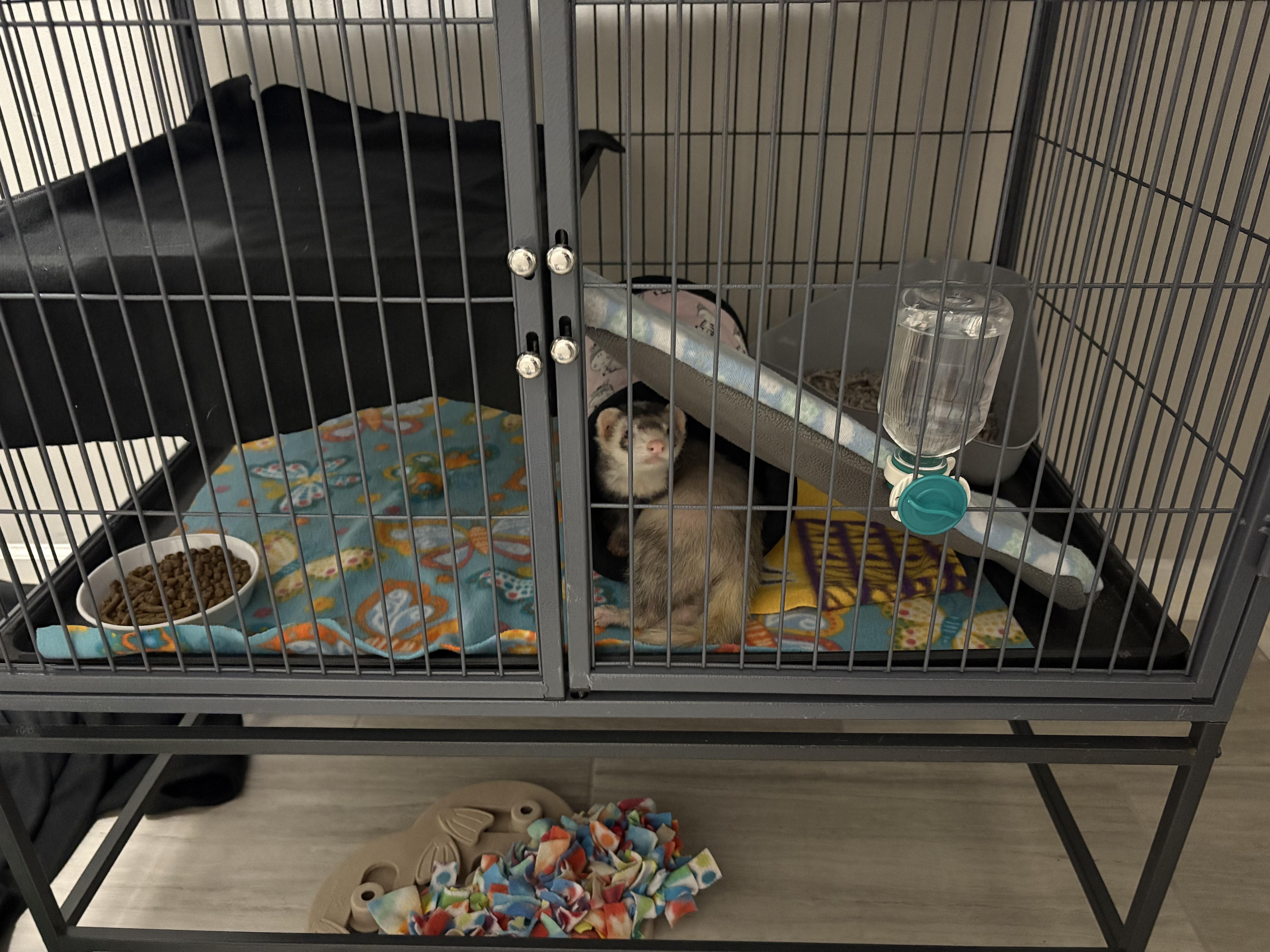 Enlarge Scoots McGee, an adoptable Ferret in Saint Paul, MN image 3/3